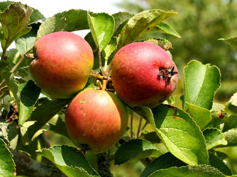 Zomer zijden hemdje appel. Oud appelras. Locatie De Kruidhof