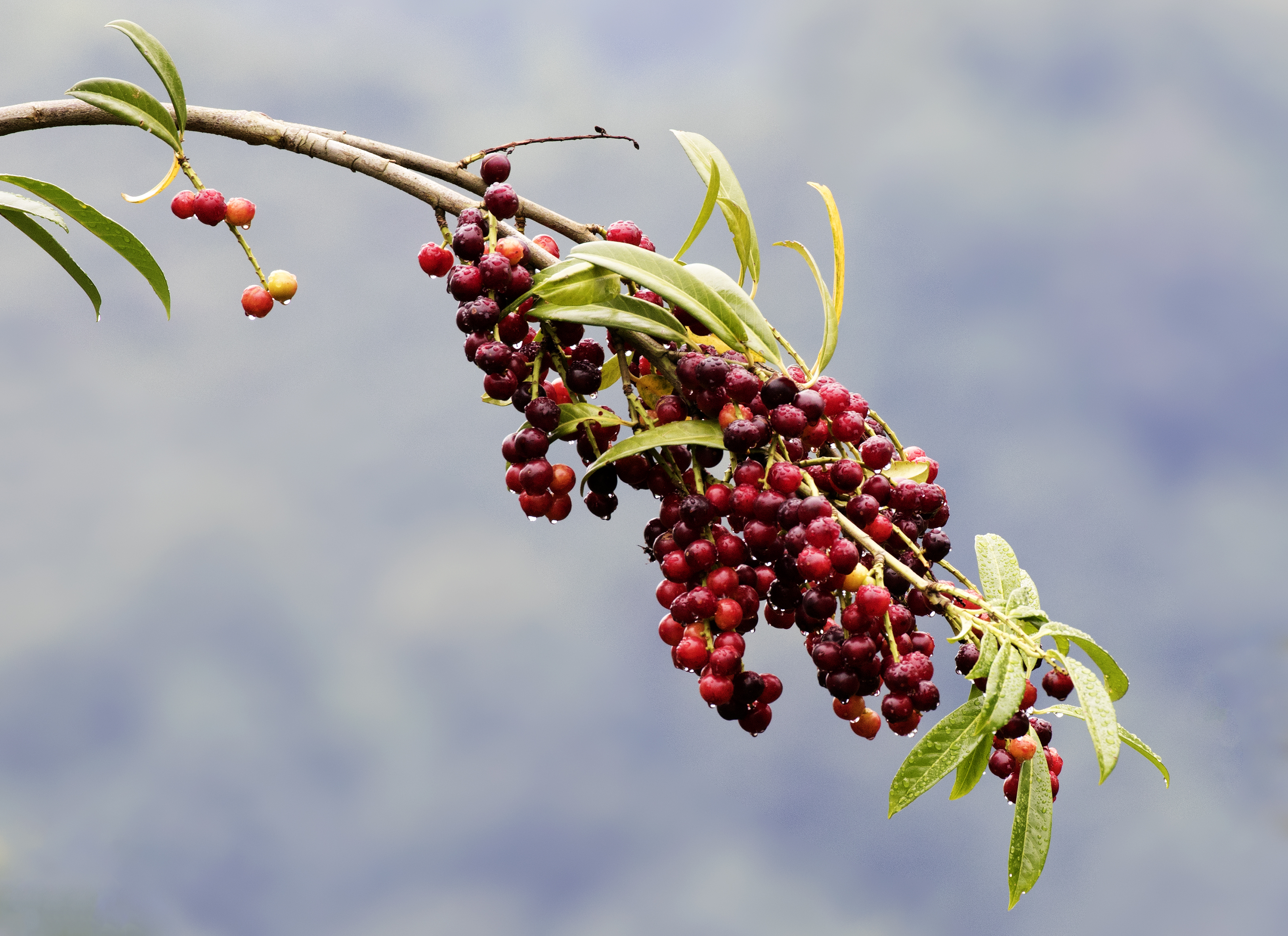 Prunus laurocerasus - Taflan, Giresun 2017-07-05 01-11