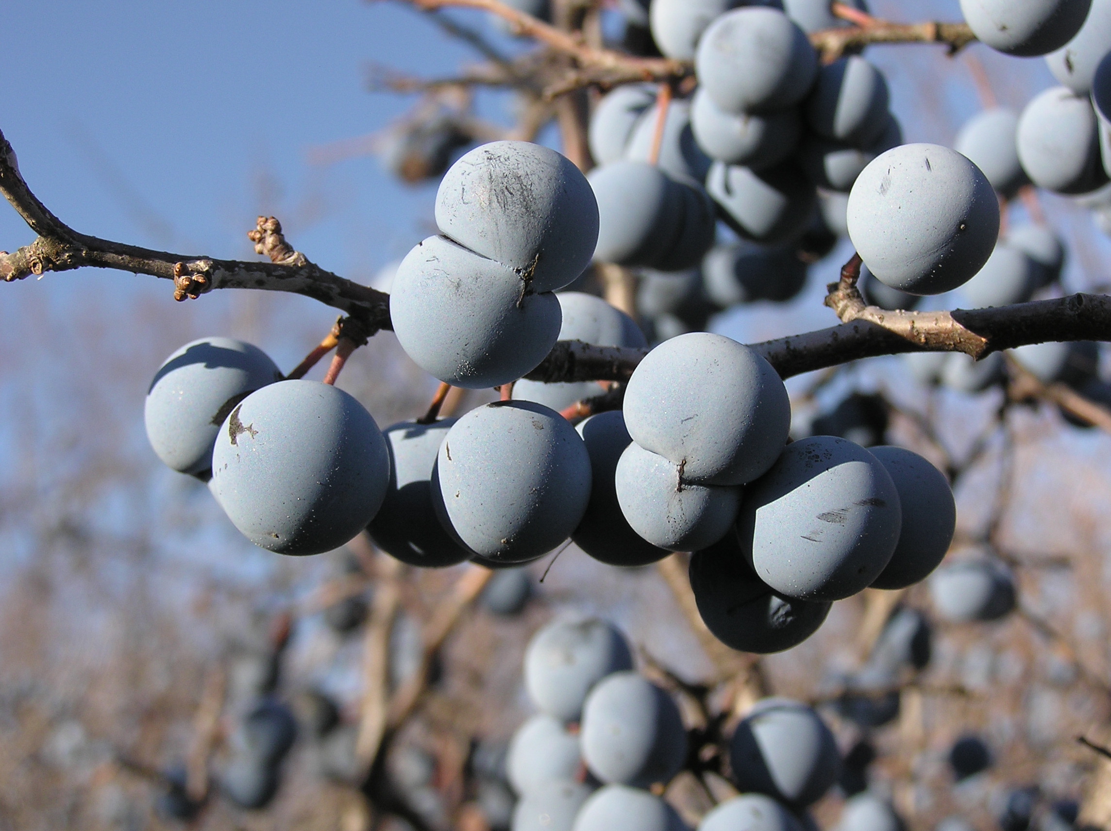 Prunus stepposa (fruit) 1