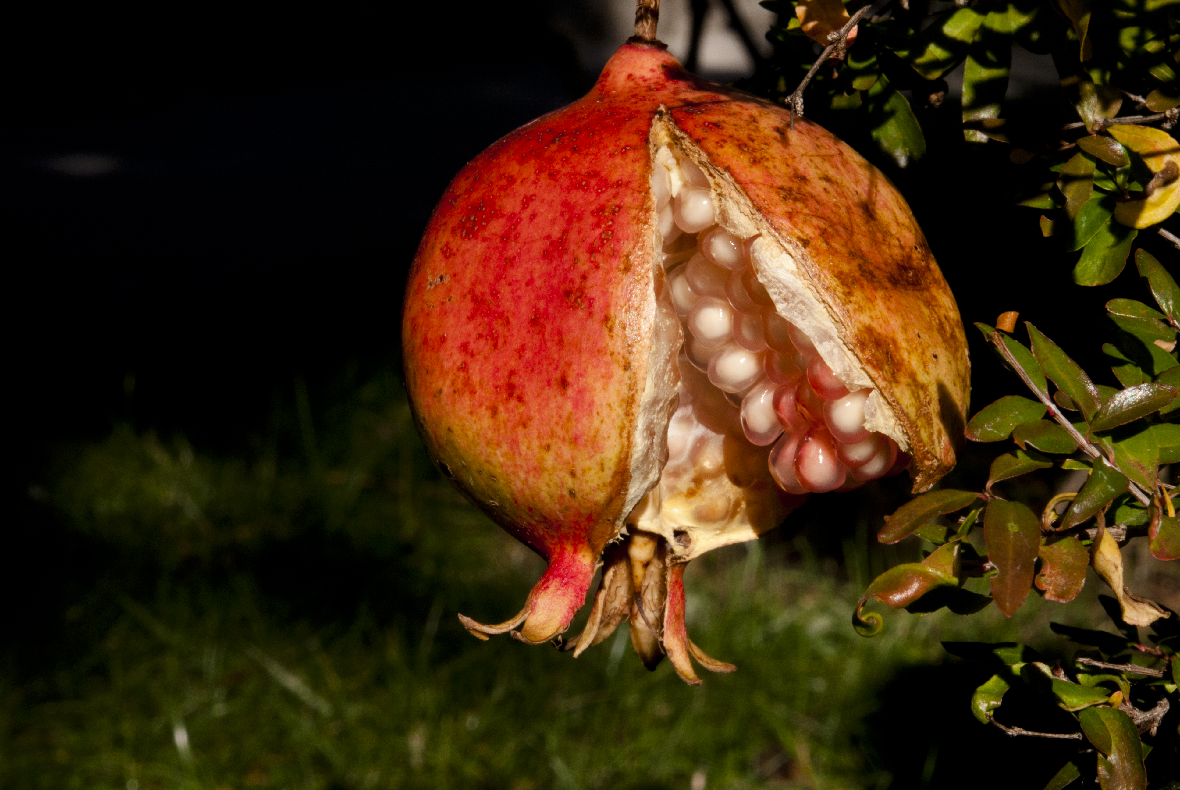 Punica granatum fruit (2)