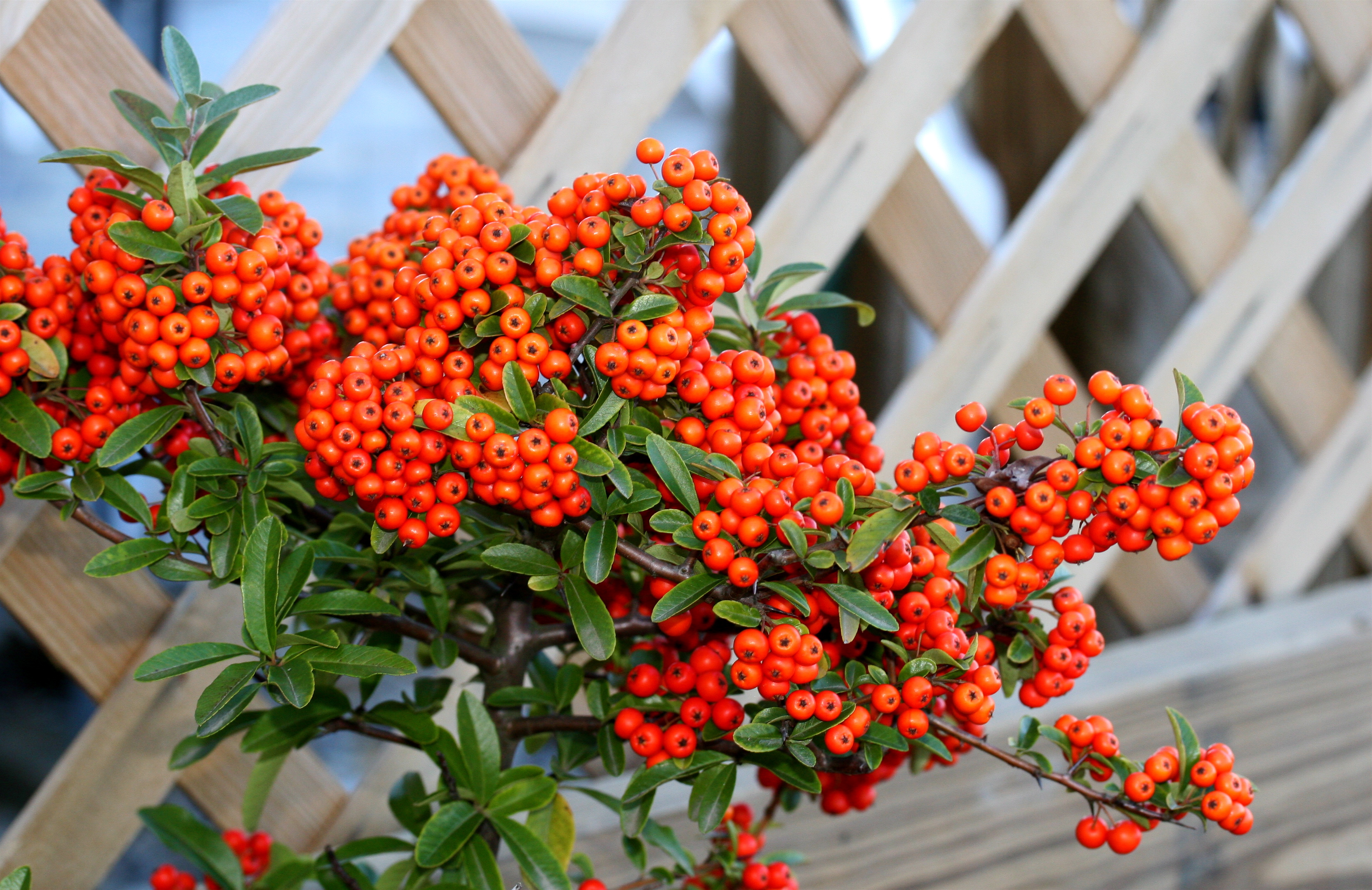 Pyracantha 777