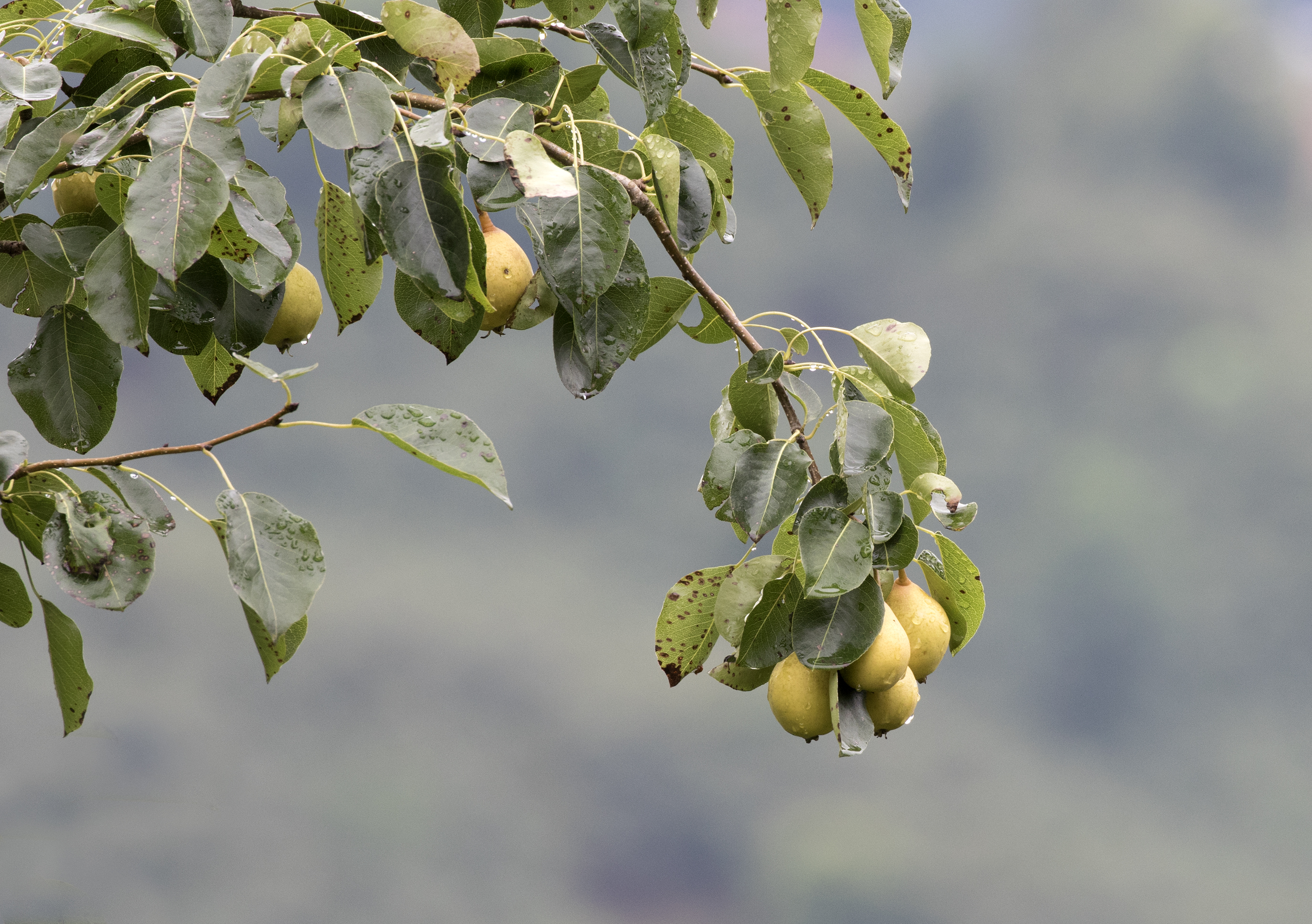 Pyrus - Pears, Giresun 2017-07-05 01-4