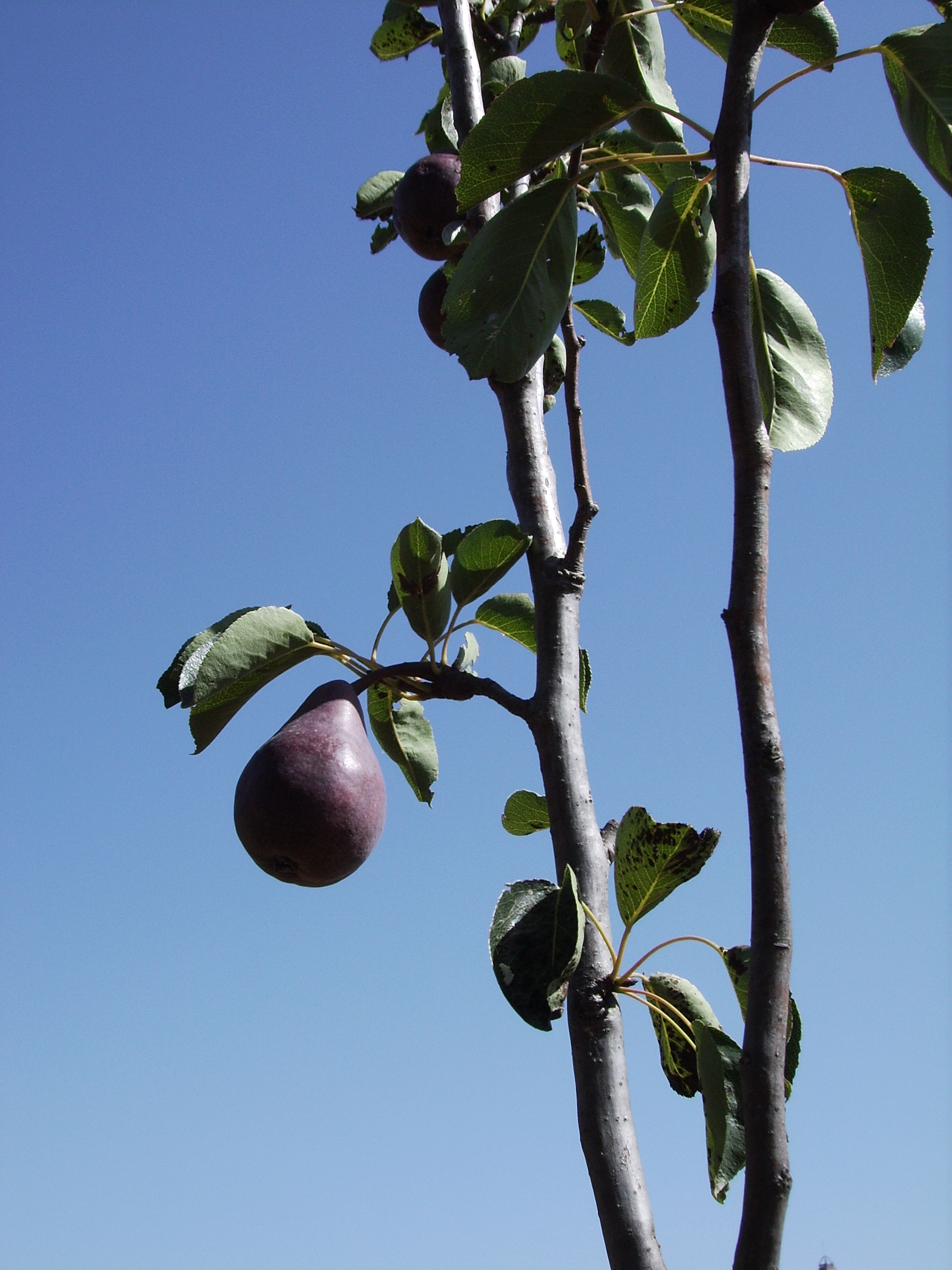 Pyrus communis cvar. Max red Barlett 21 juliol 06 001