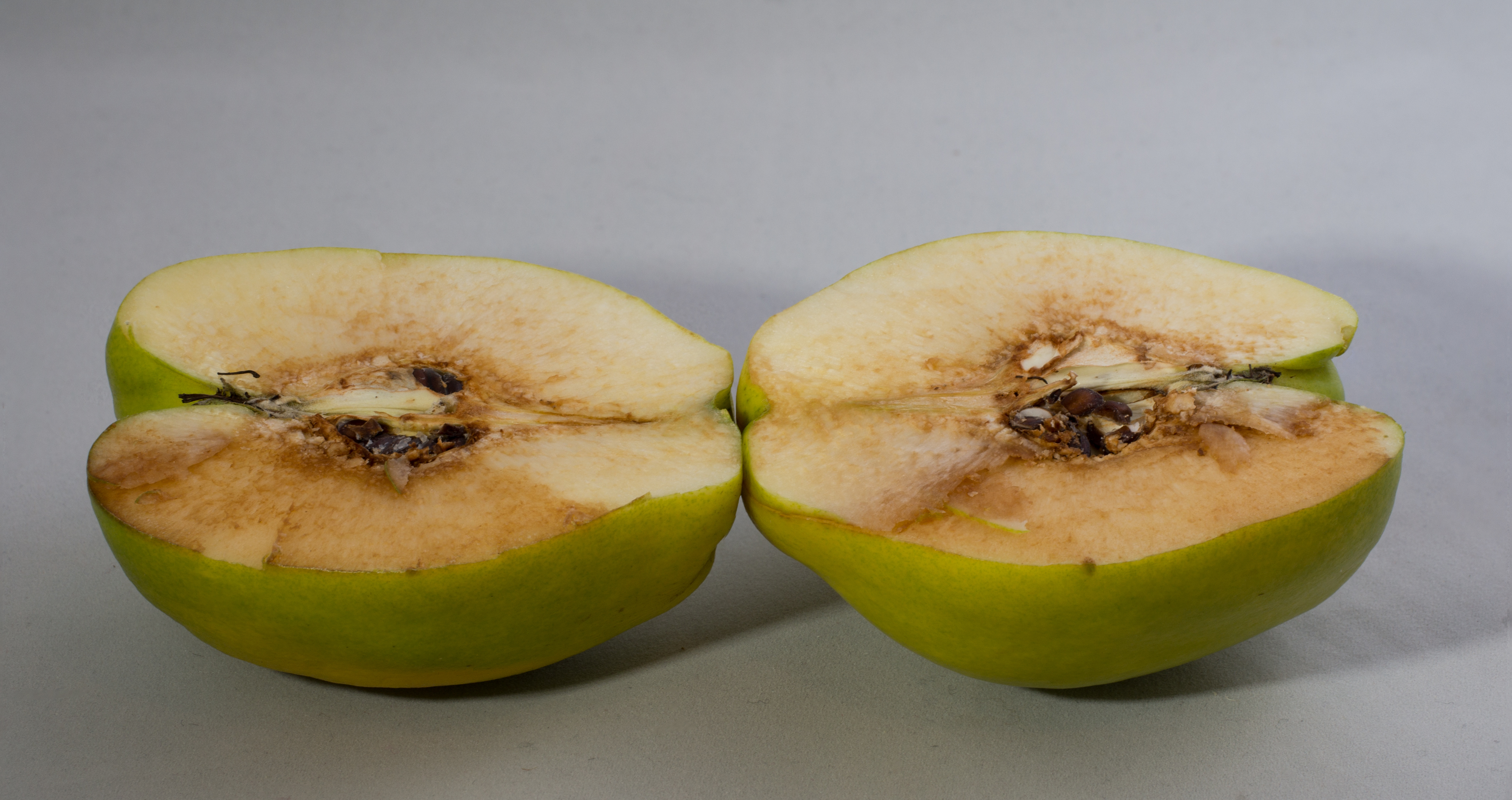 Quince (10928s)