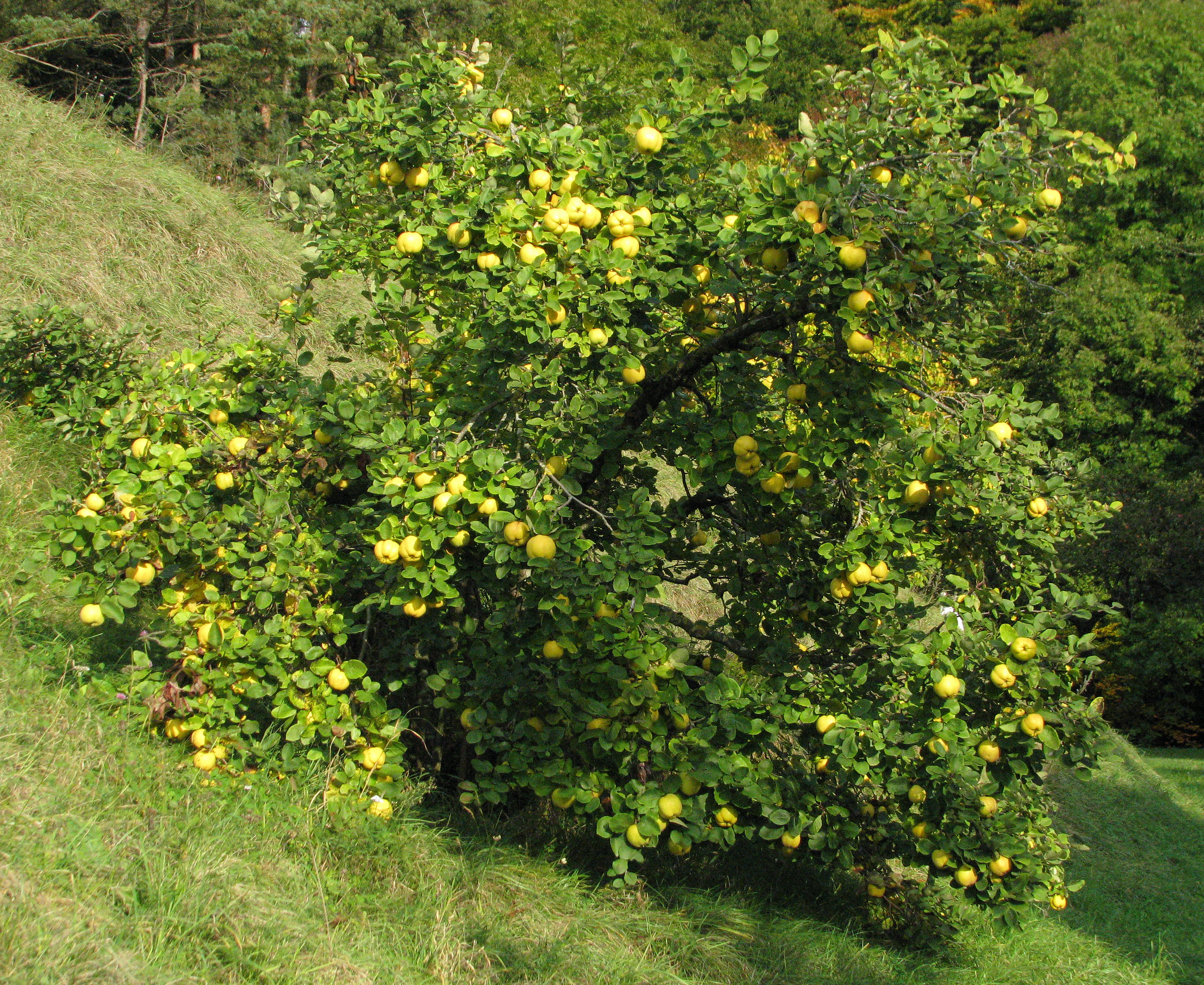 Quittenbaum cydonia oblonga