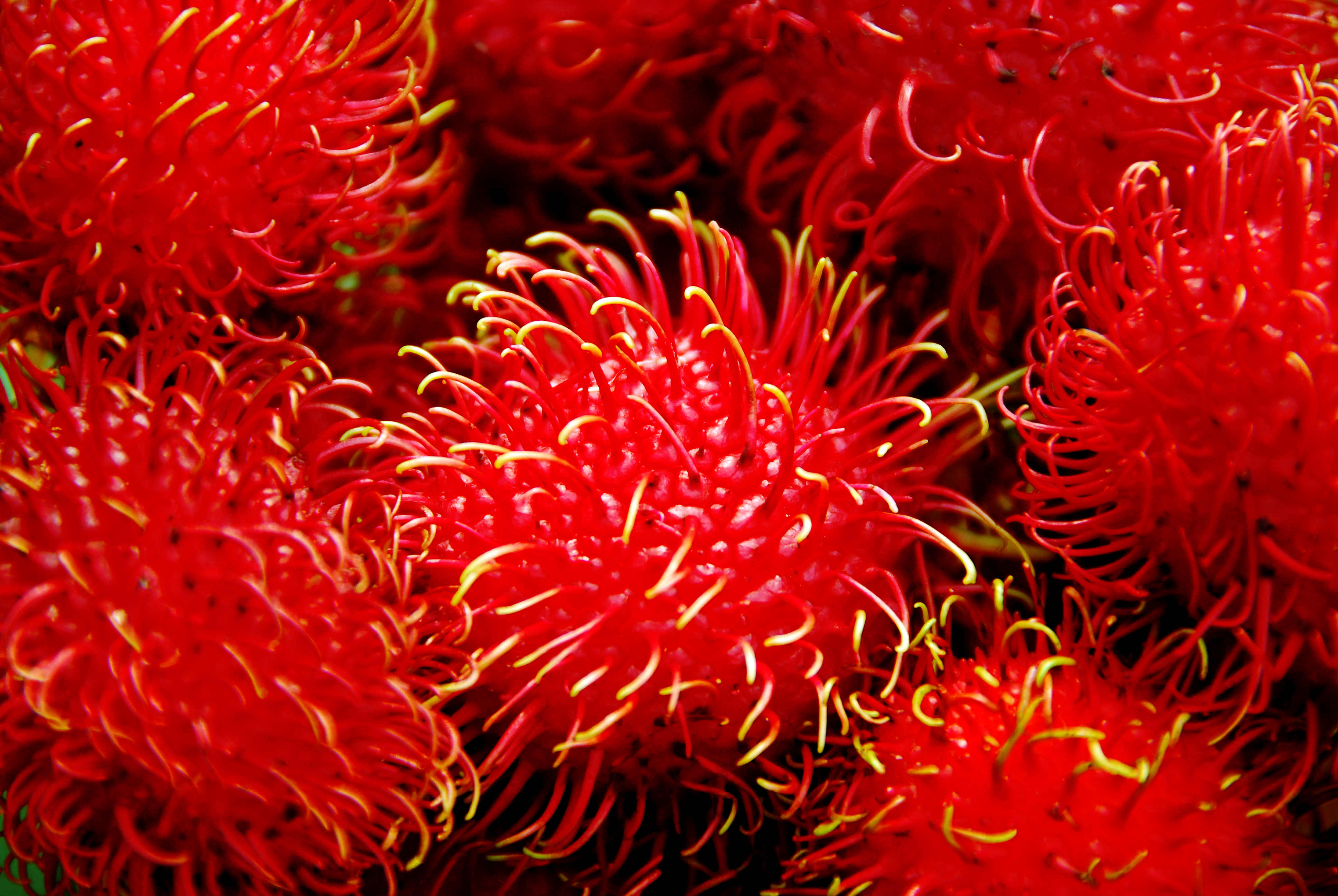 Rambutan Nephelium lappaceum Whaldener Endo