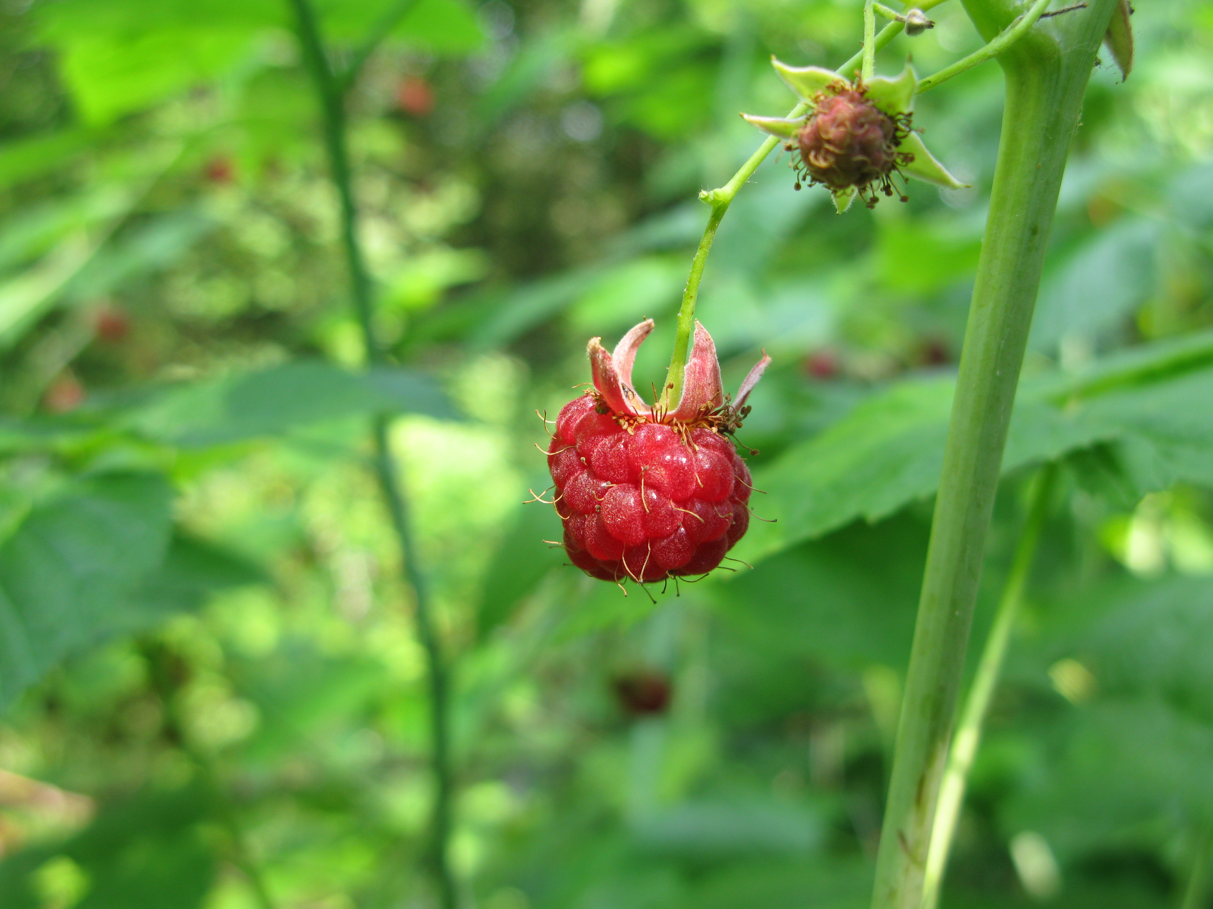 Raspberry2