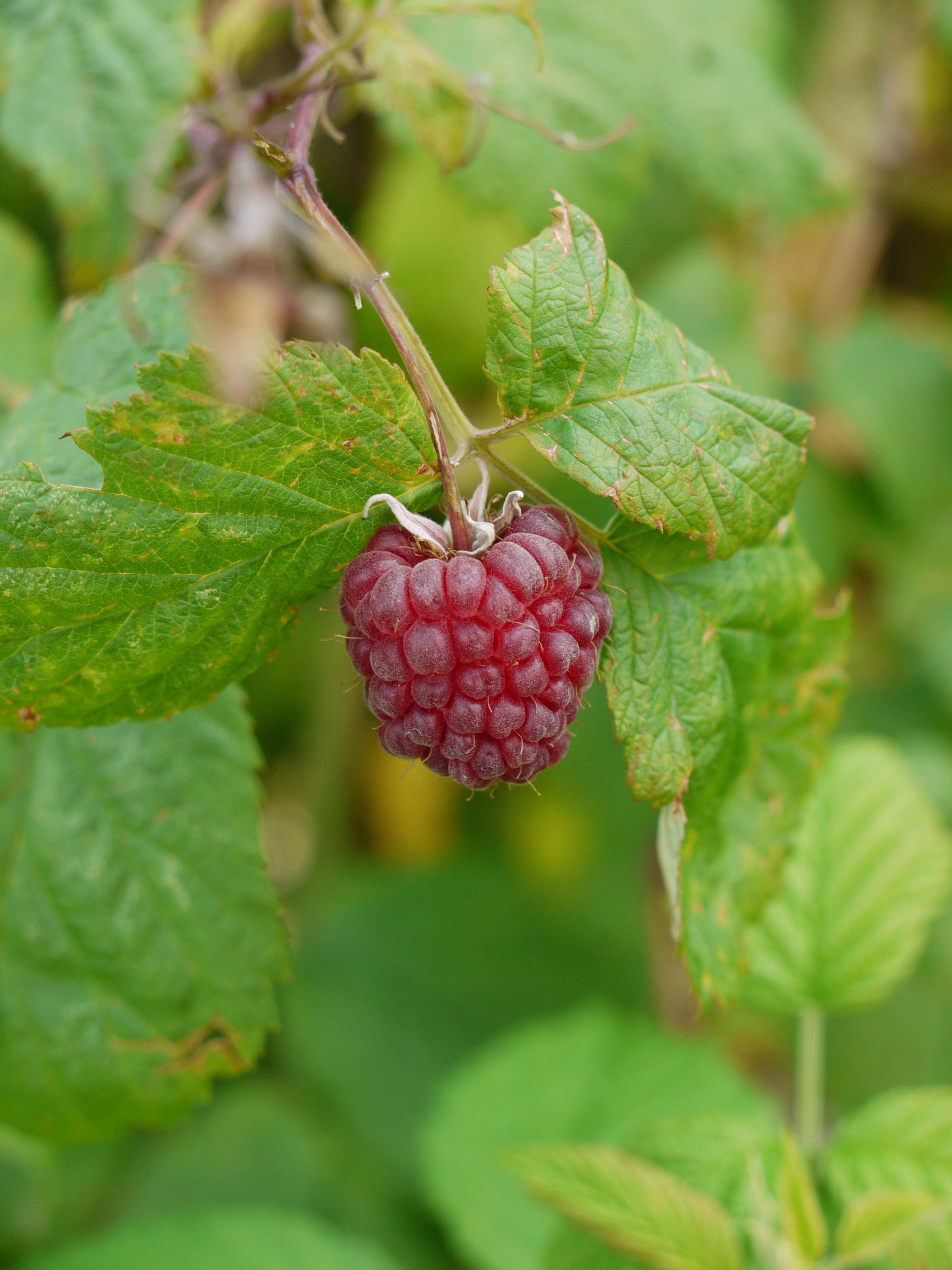 Reife Himbeere