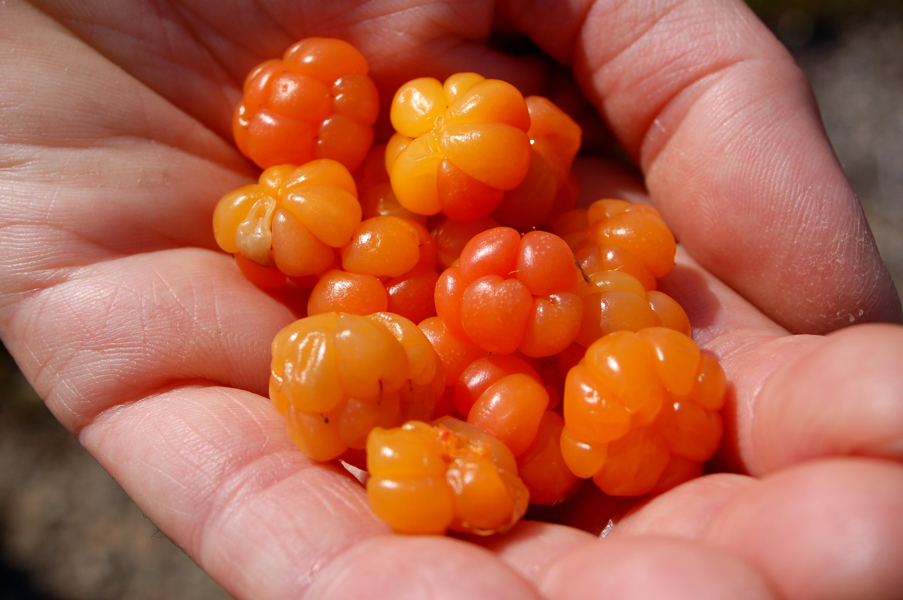 Reife moltebeeren
