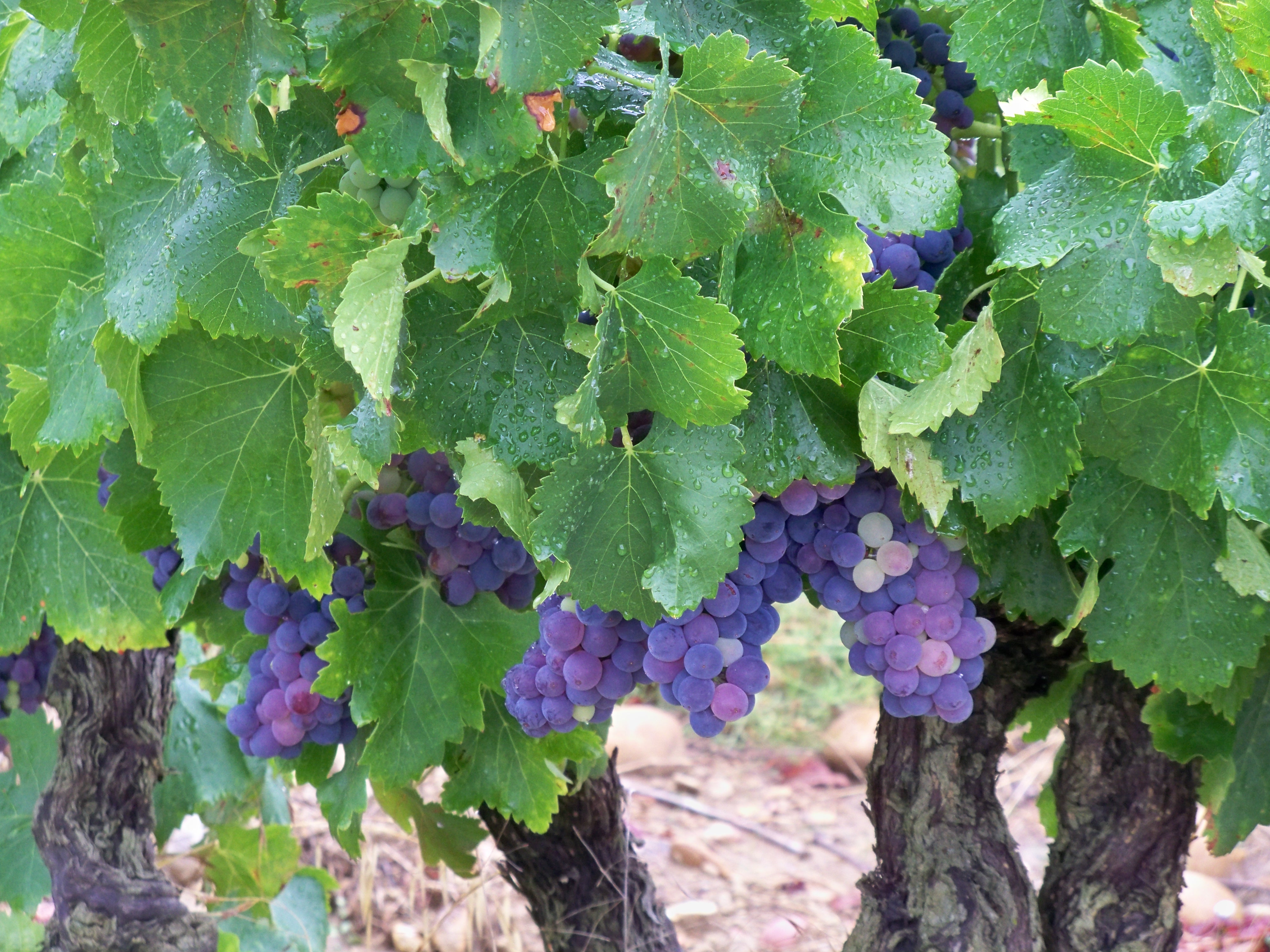 Rochefort du Gard - Vignes 6