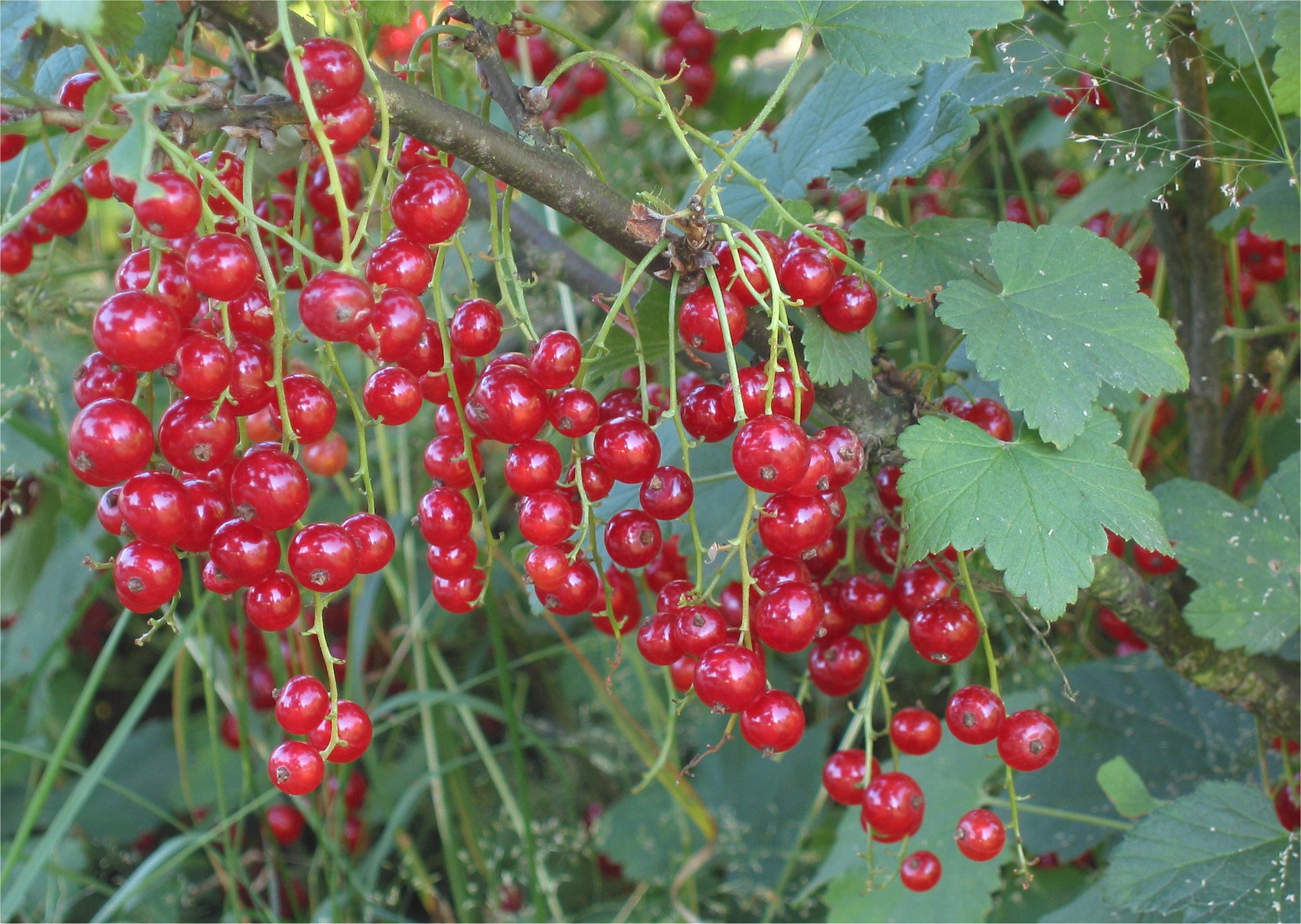 Rode bessen (Ribes rubrum)