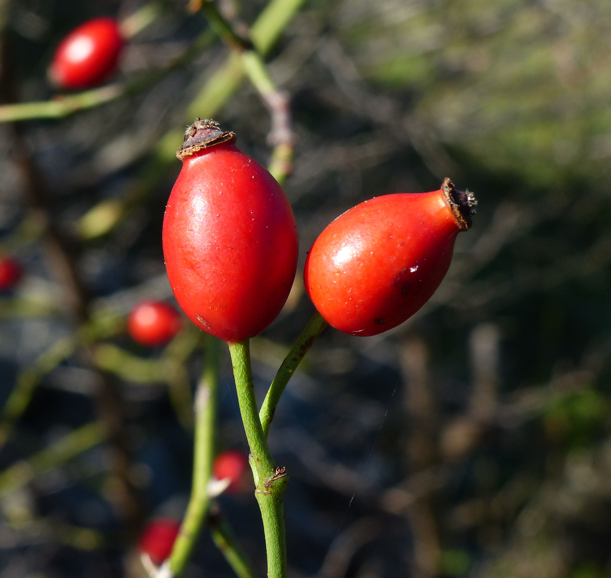 Rosa canina fruit (35)
