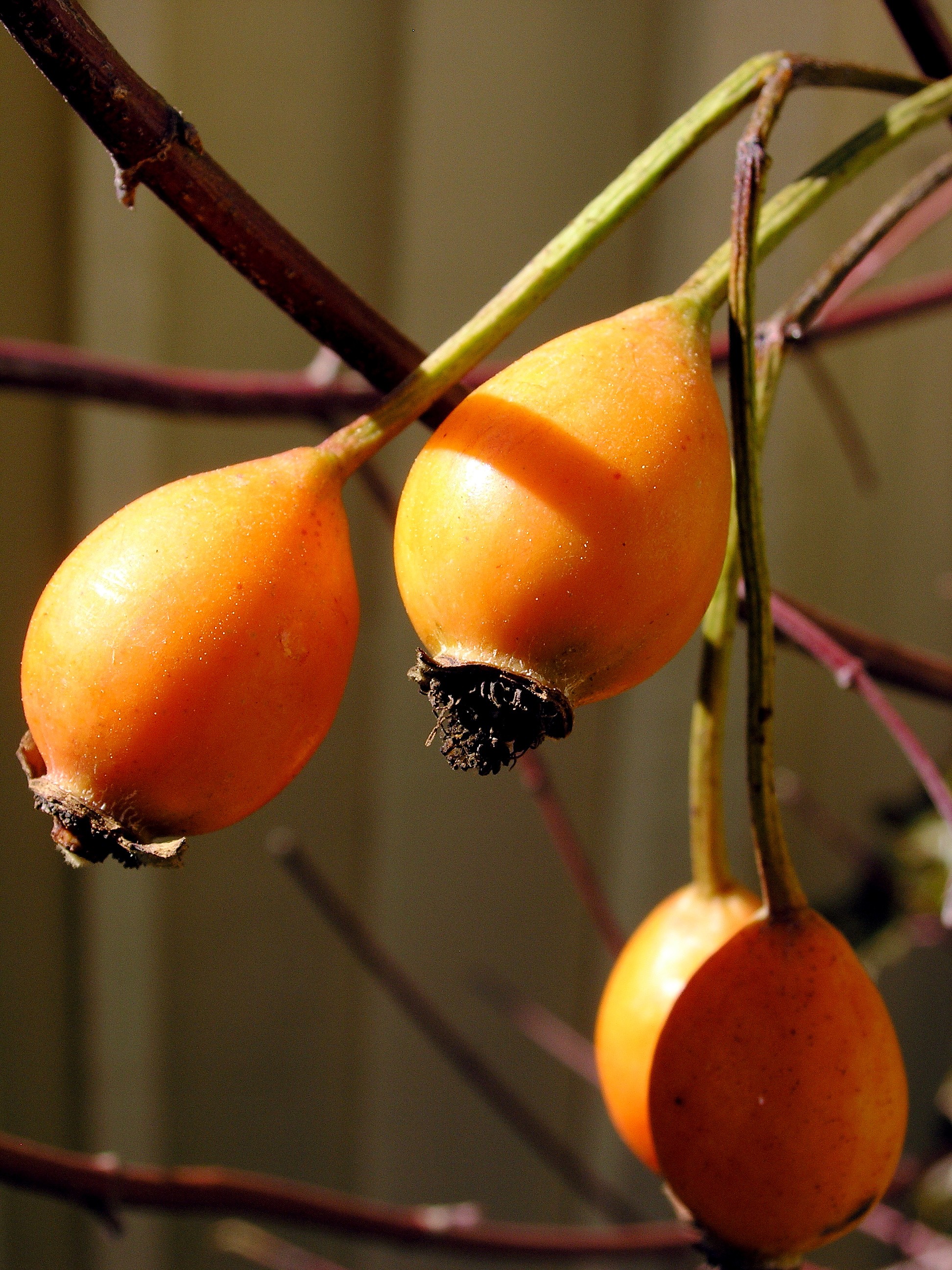 Rosacalifornica