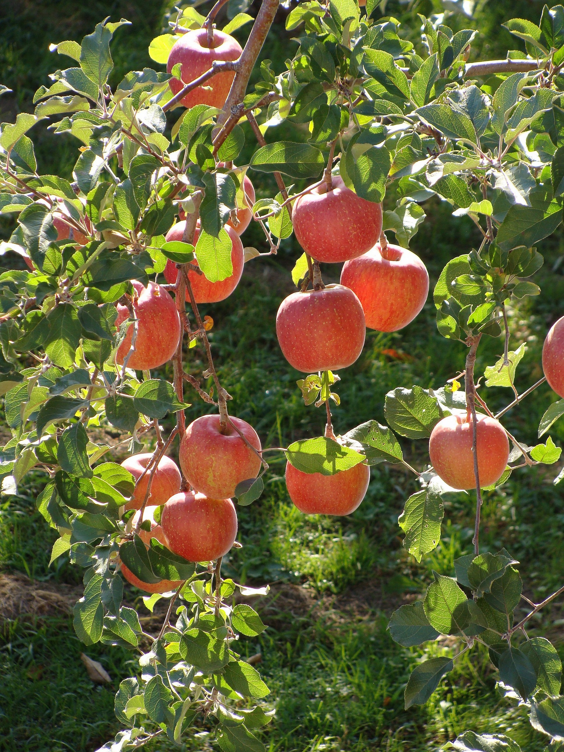 Rosaceae Malus pumila Malus pumila Var domestica Apples Fuji