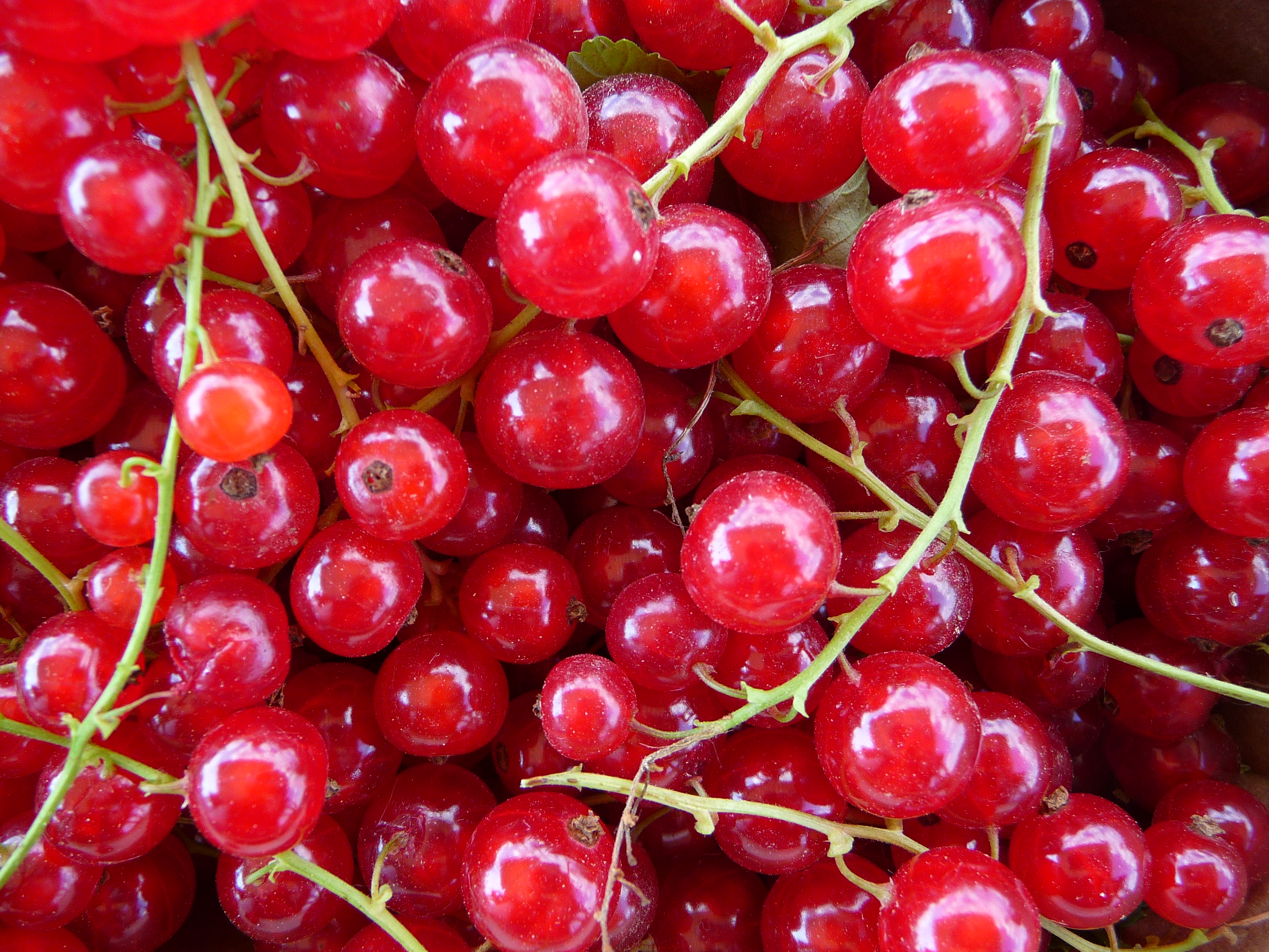 Rote Johannisbeeren frisch gepflückt
