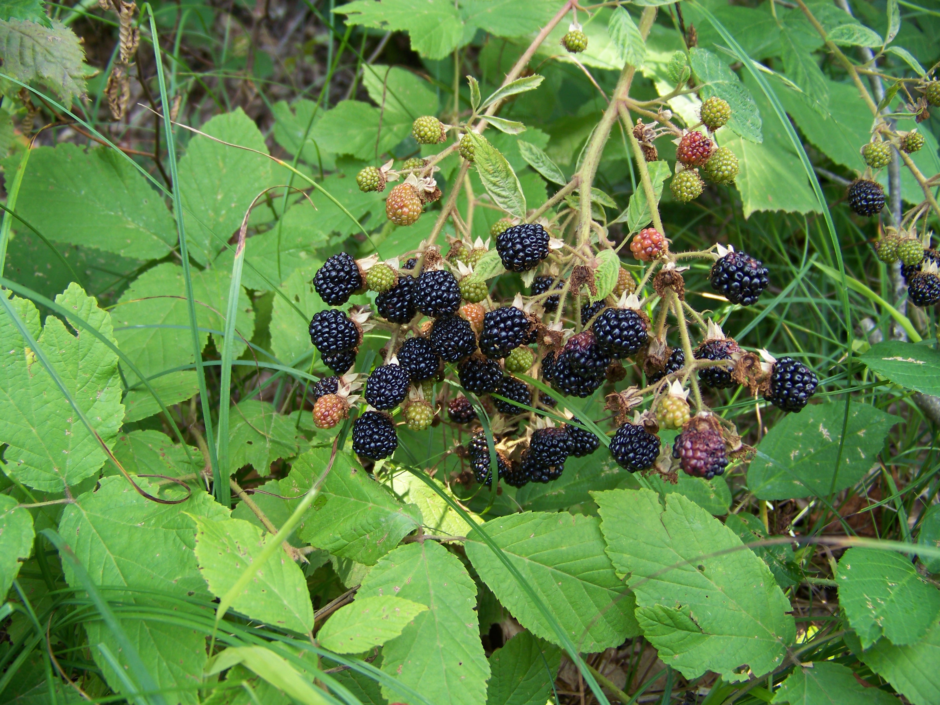 Rubus