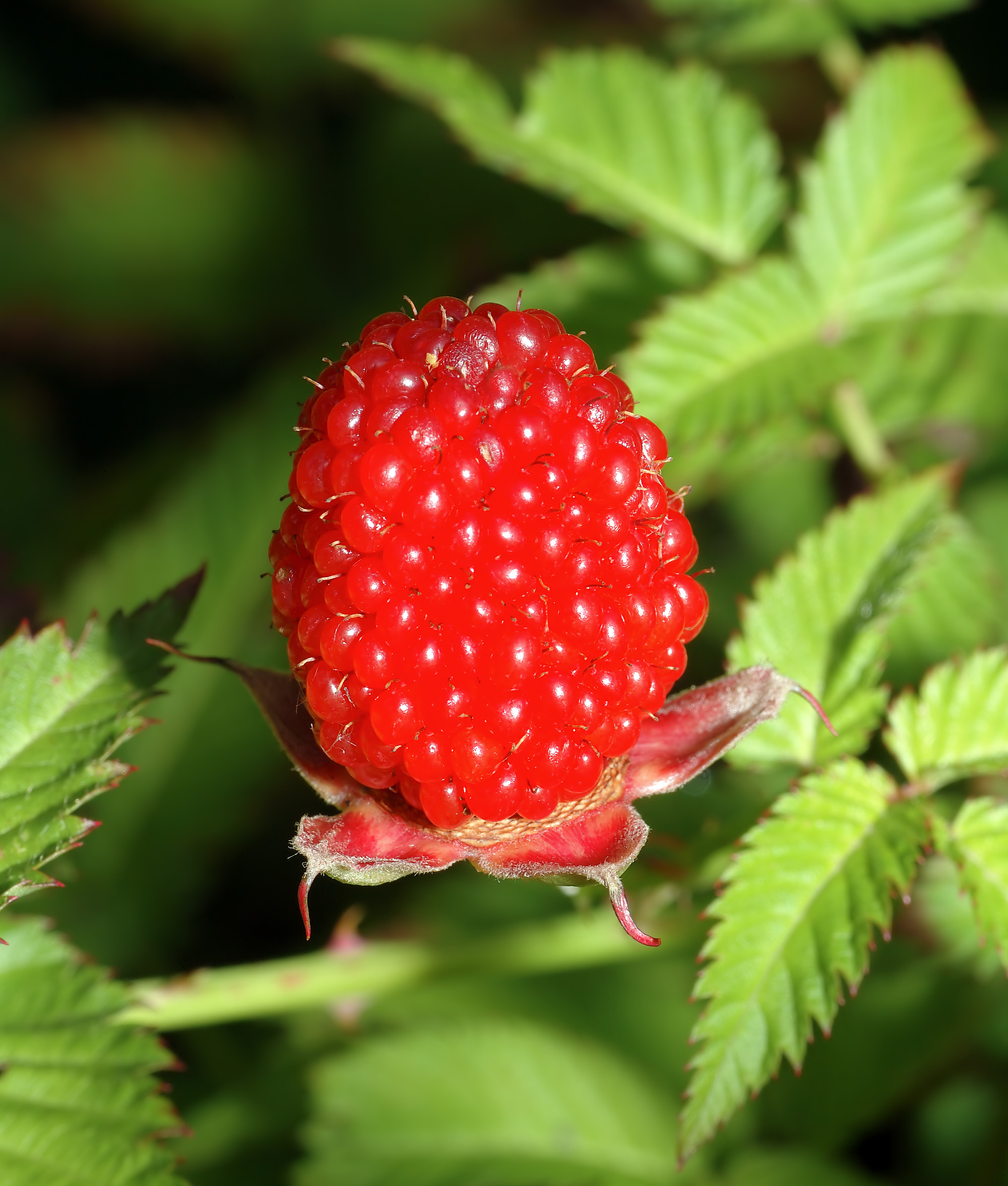 Rubus illecebrosus - fruit (aka)