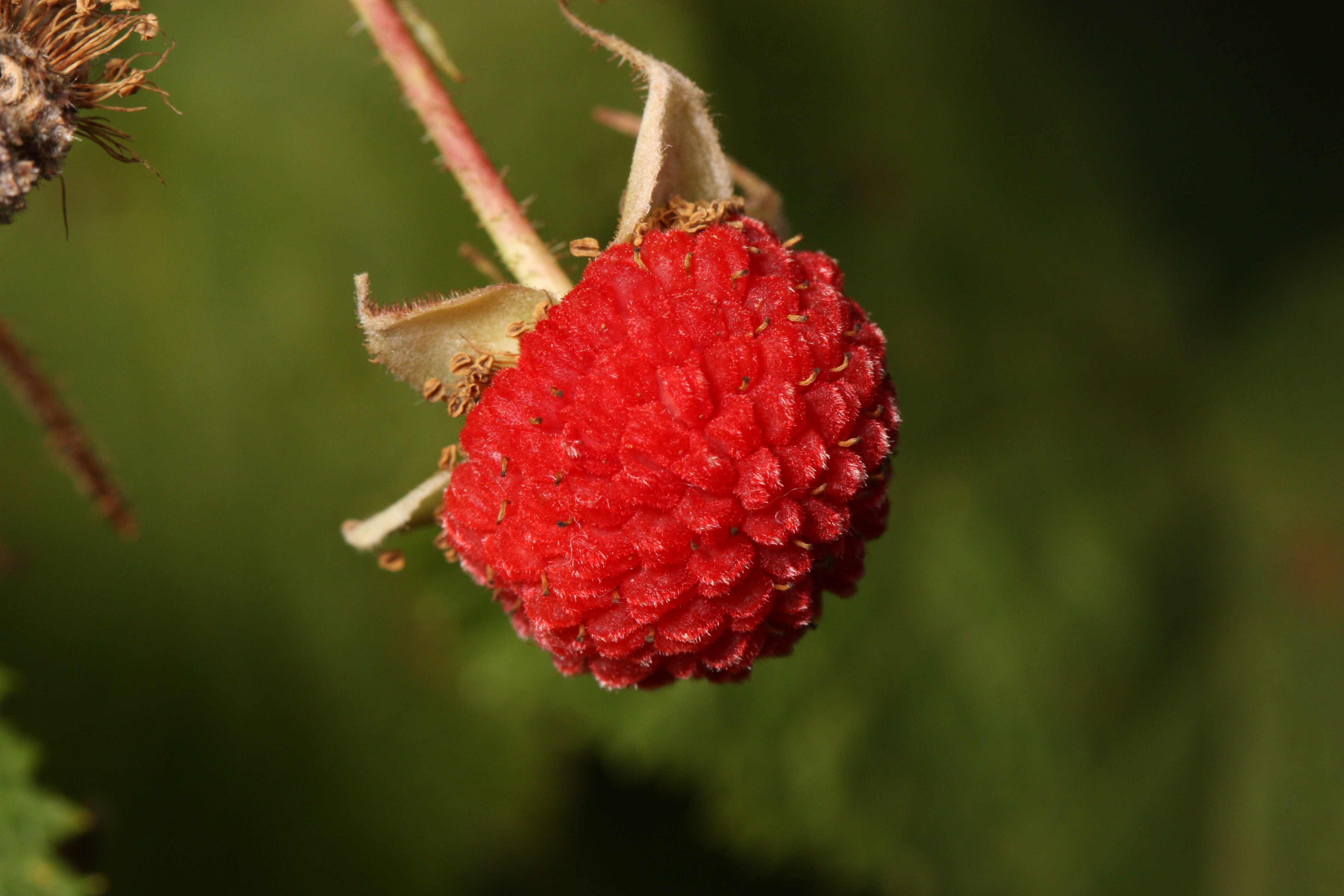 Rubus parviflorus 3734