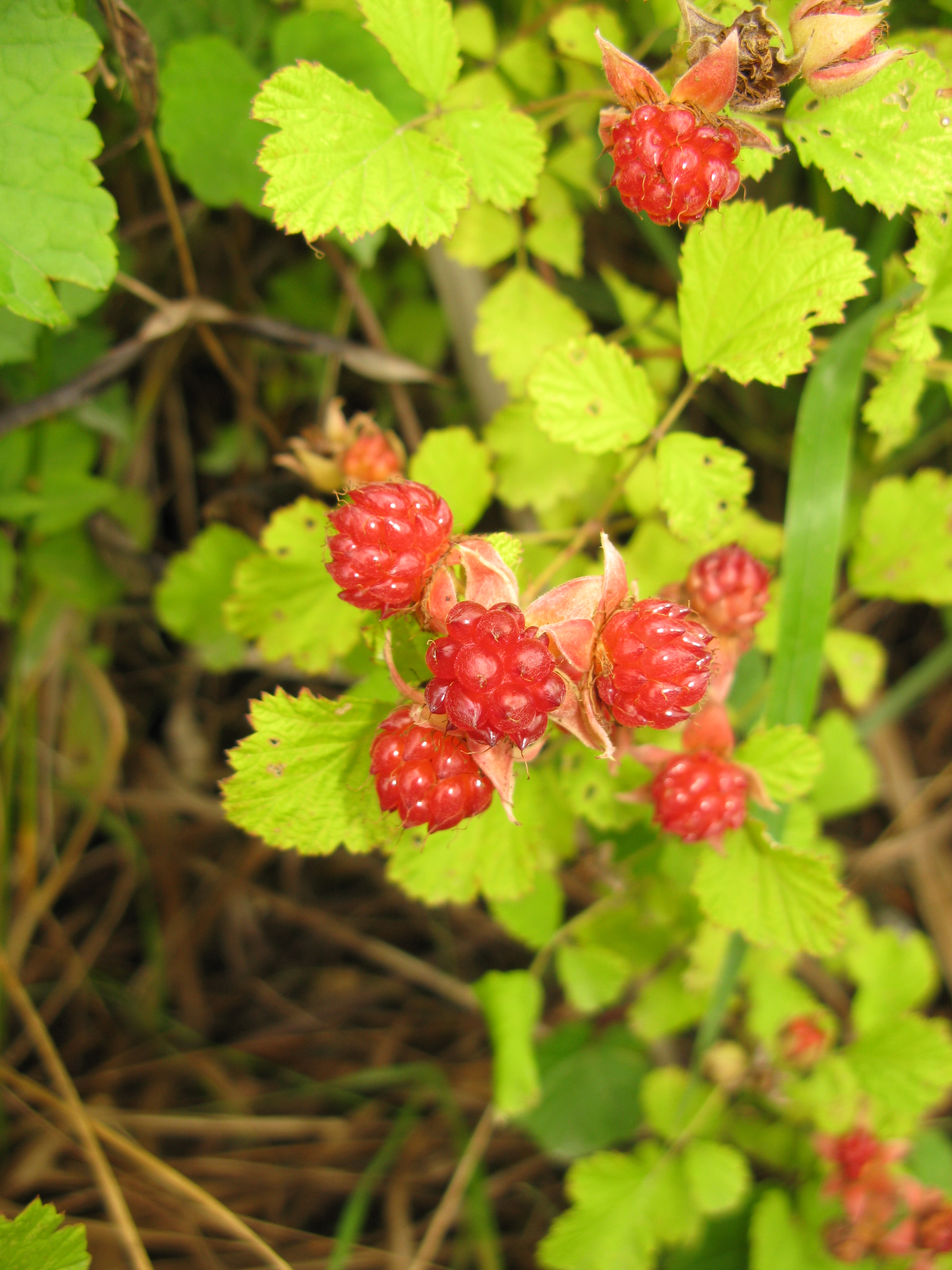 Rubus parvifolius 0907