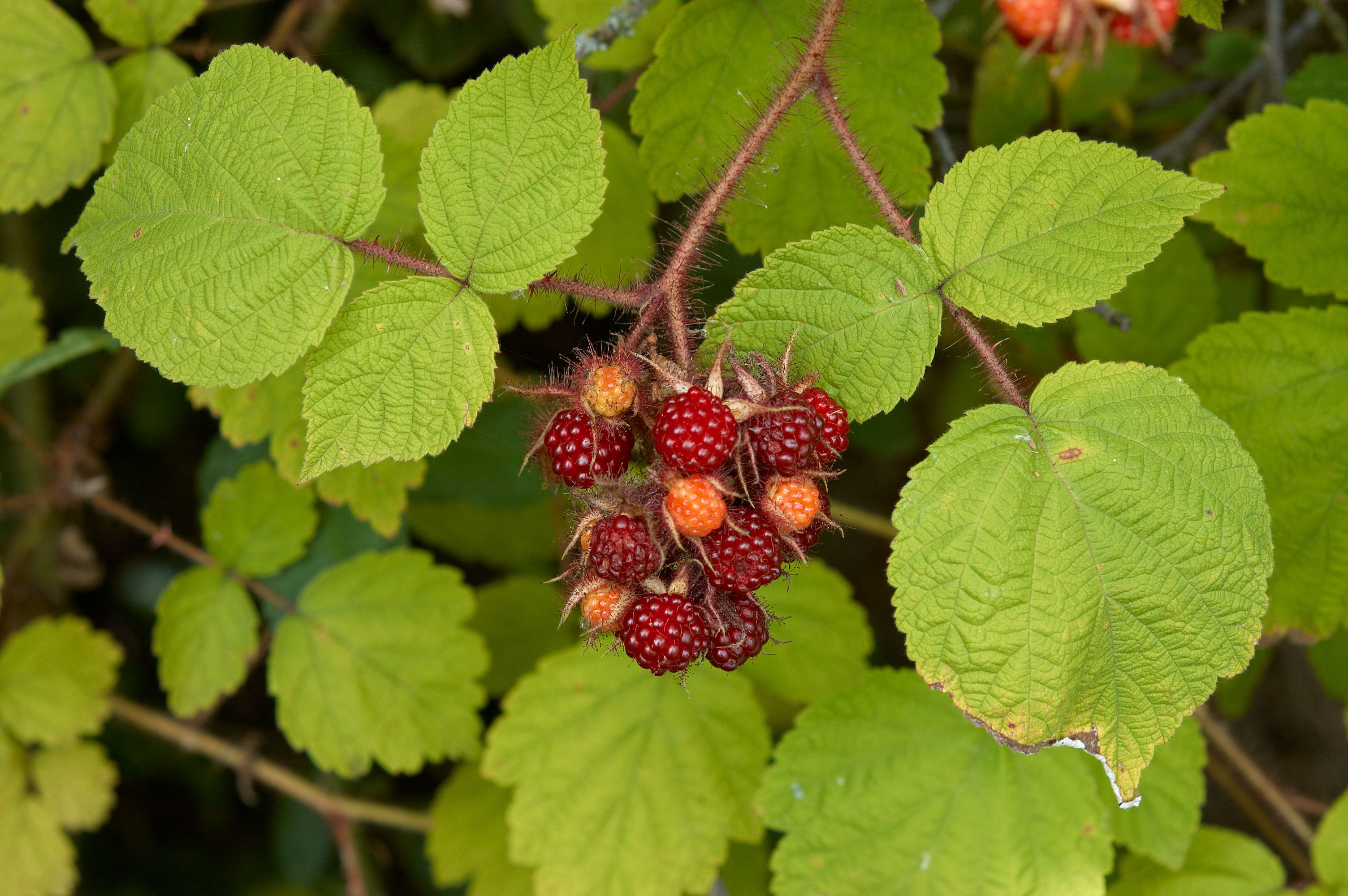 Rubus phoenicolasius D