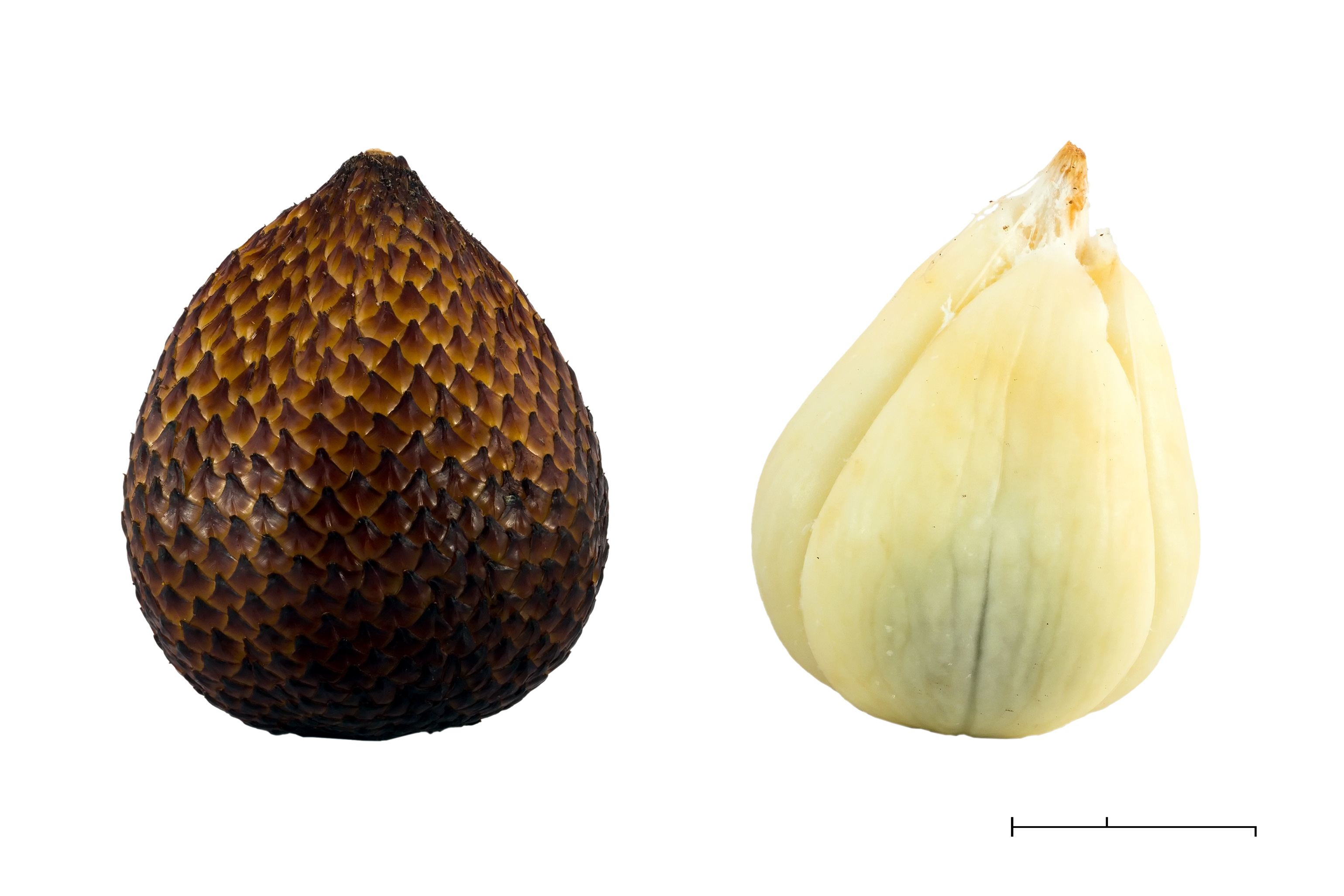 Salak (Salacca zalacca), 2015-05-17