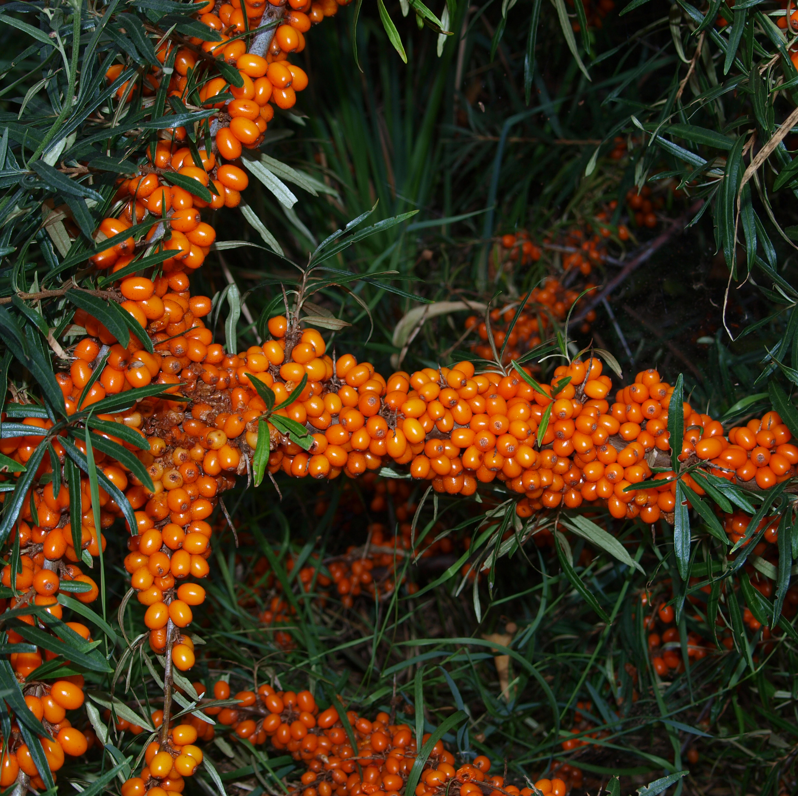 Sanddorn mit vielen Beeren
