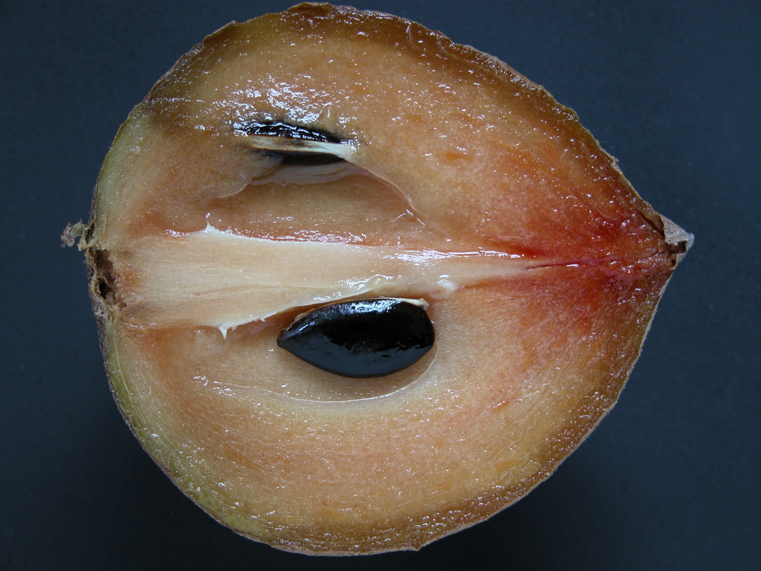 Sapodilla Hasya03 F&SPark Asit