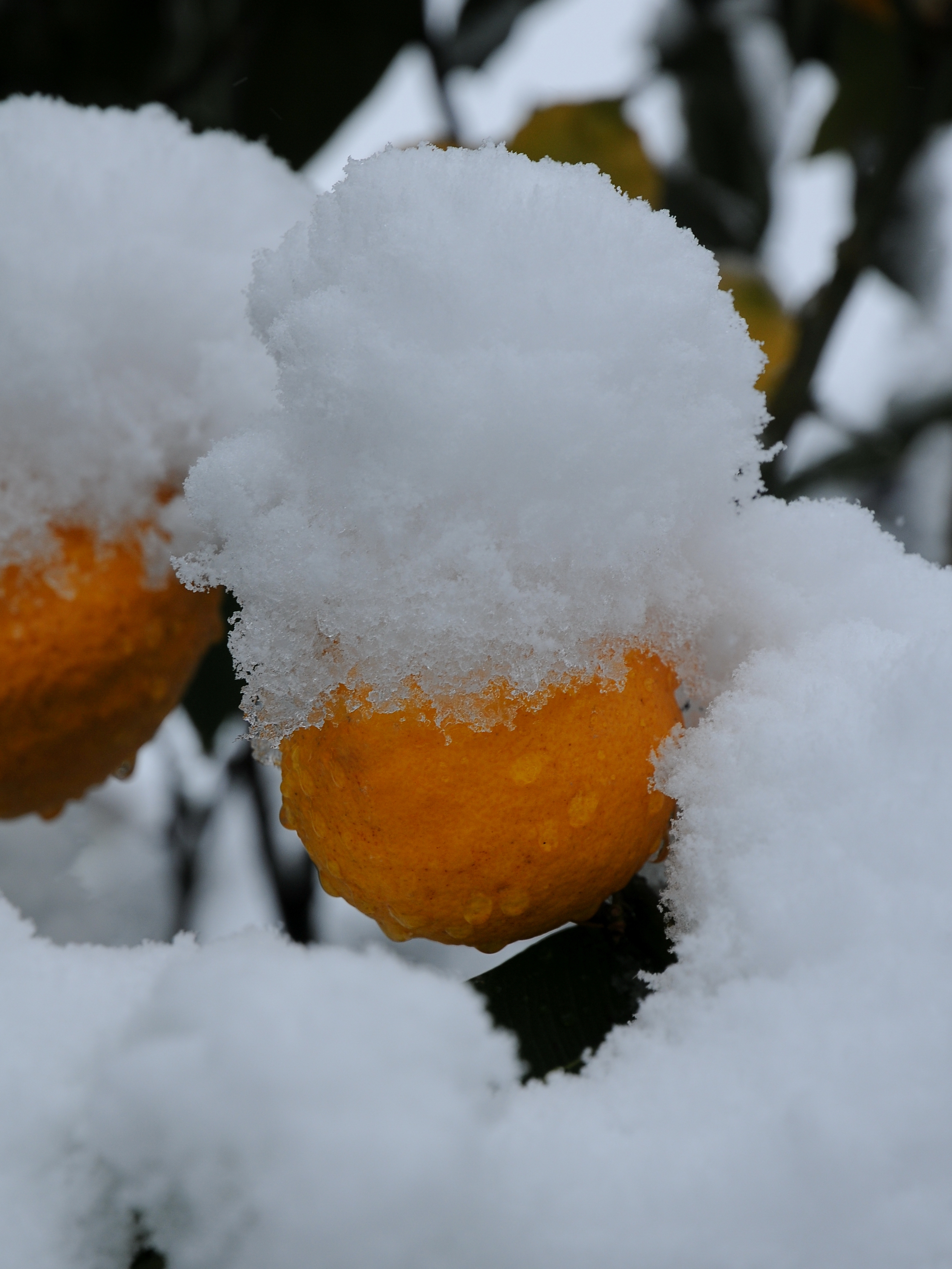 Schnee Orange, Citrus × aurantium 5