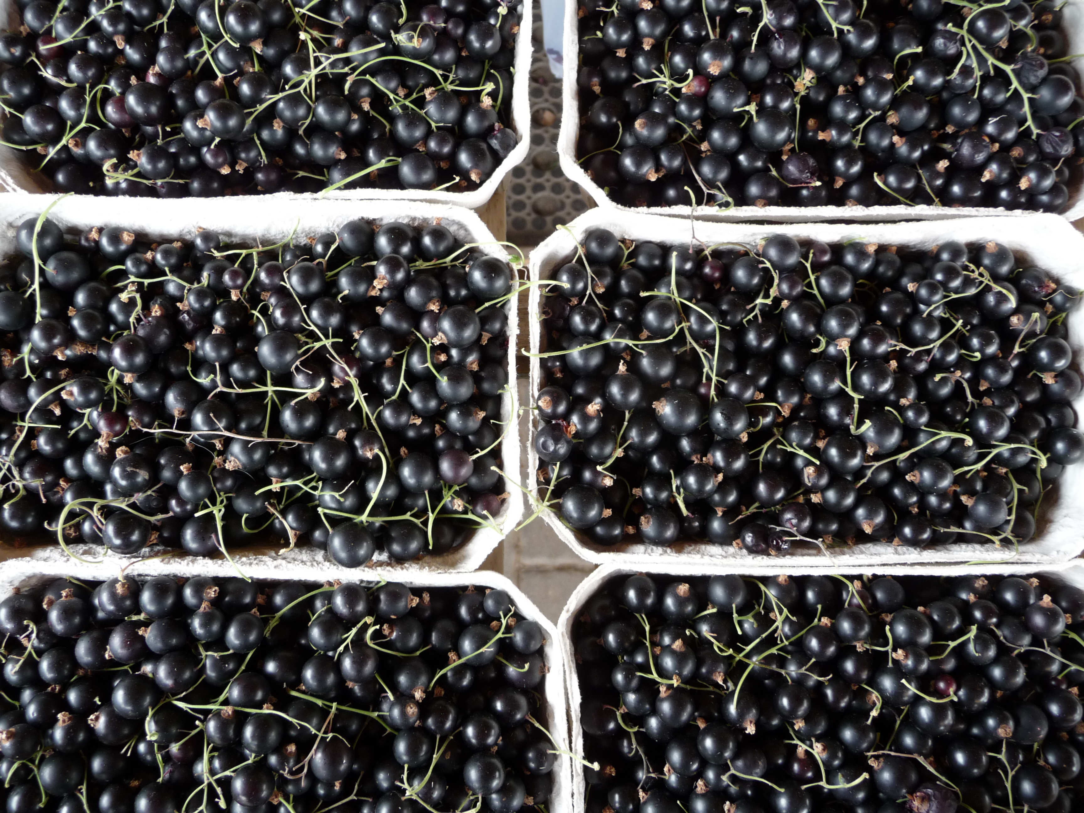 Schwarze Johannisbeeren im Verkaufsschälchen
