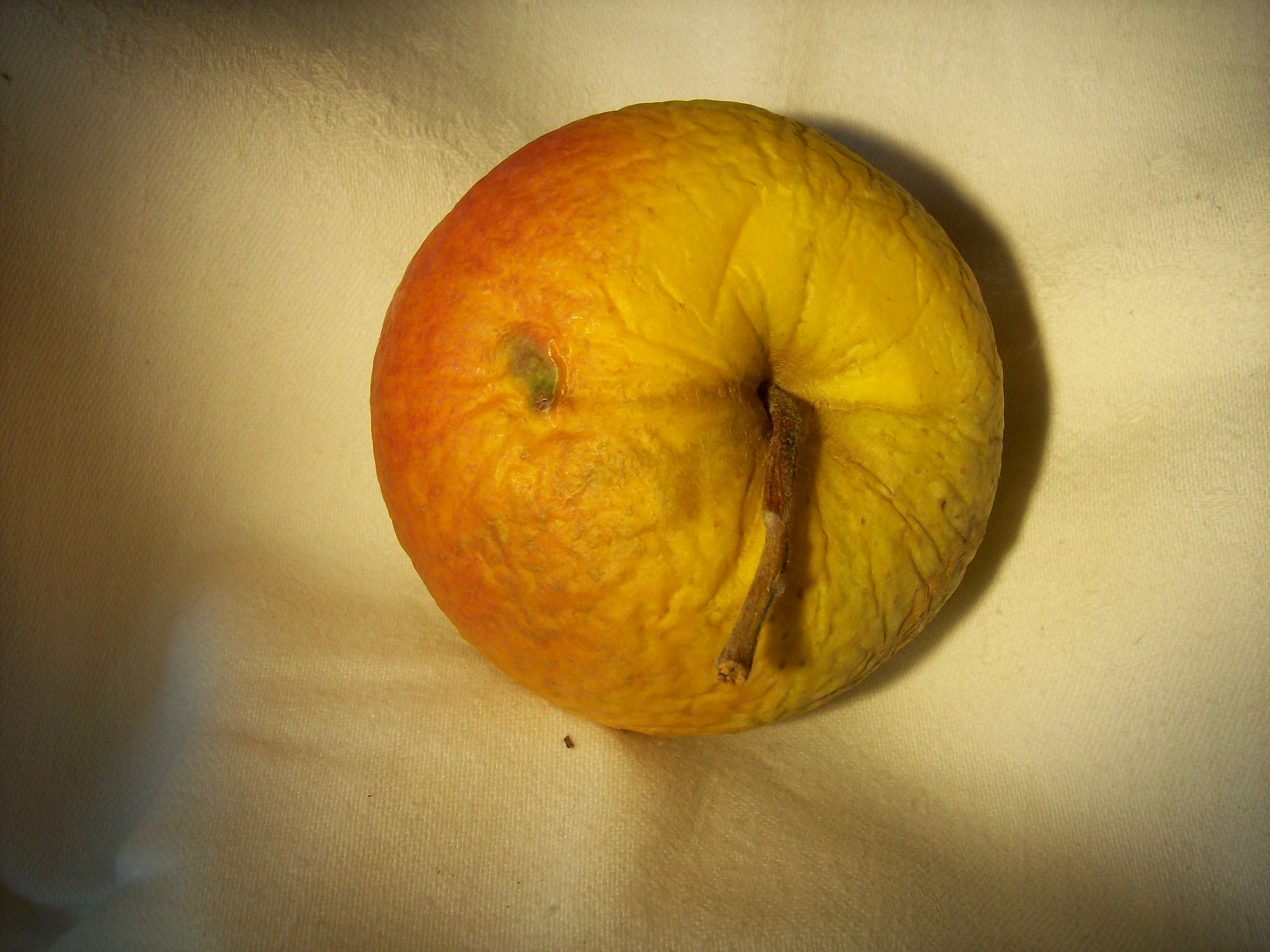 Schweizer Orangenapfel leicht verschrumpelt von unten (Panorama)