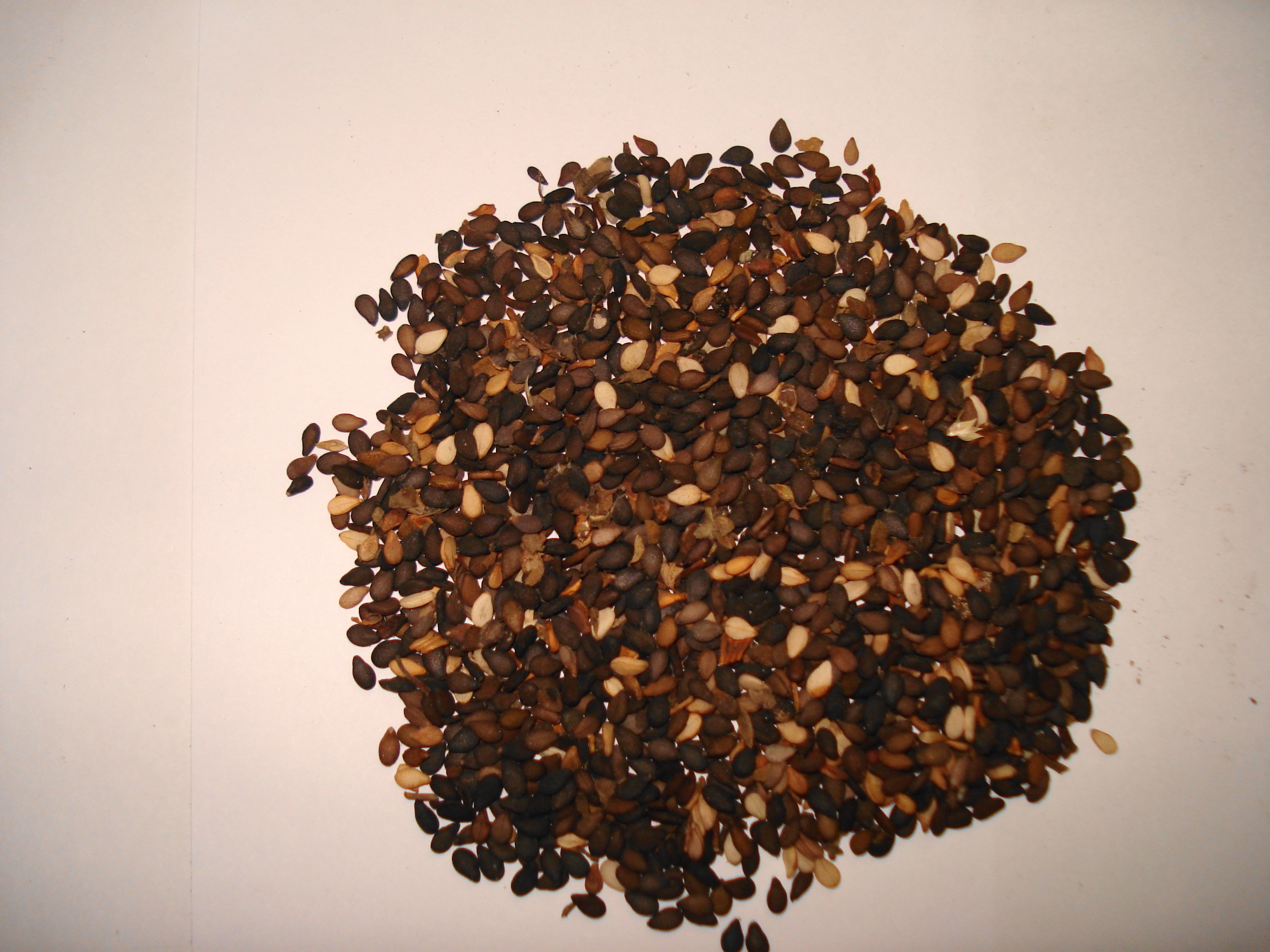 Sesame seed black