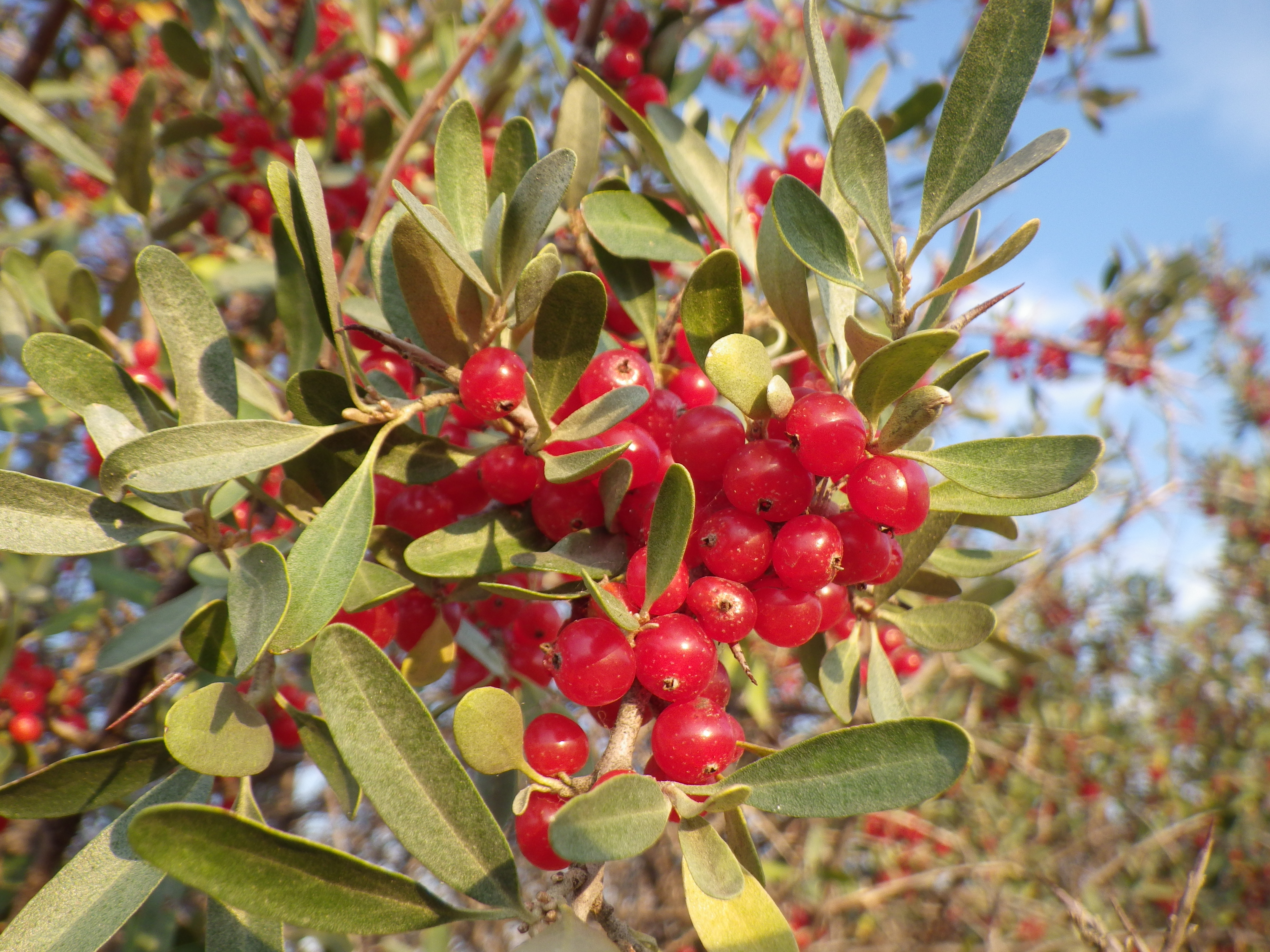 Shepherdia argentea — Matt Lavin 010