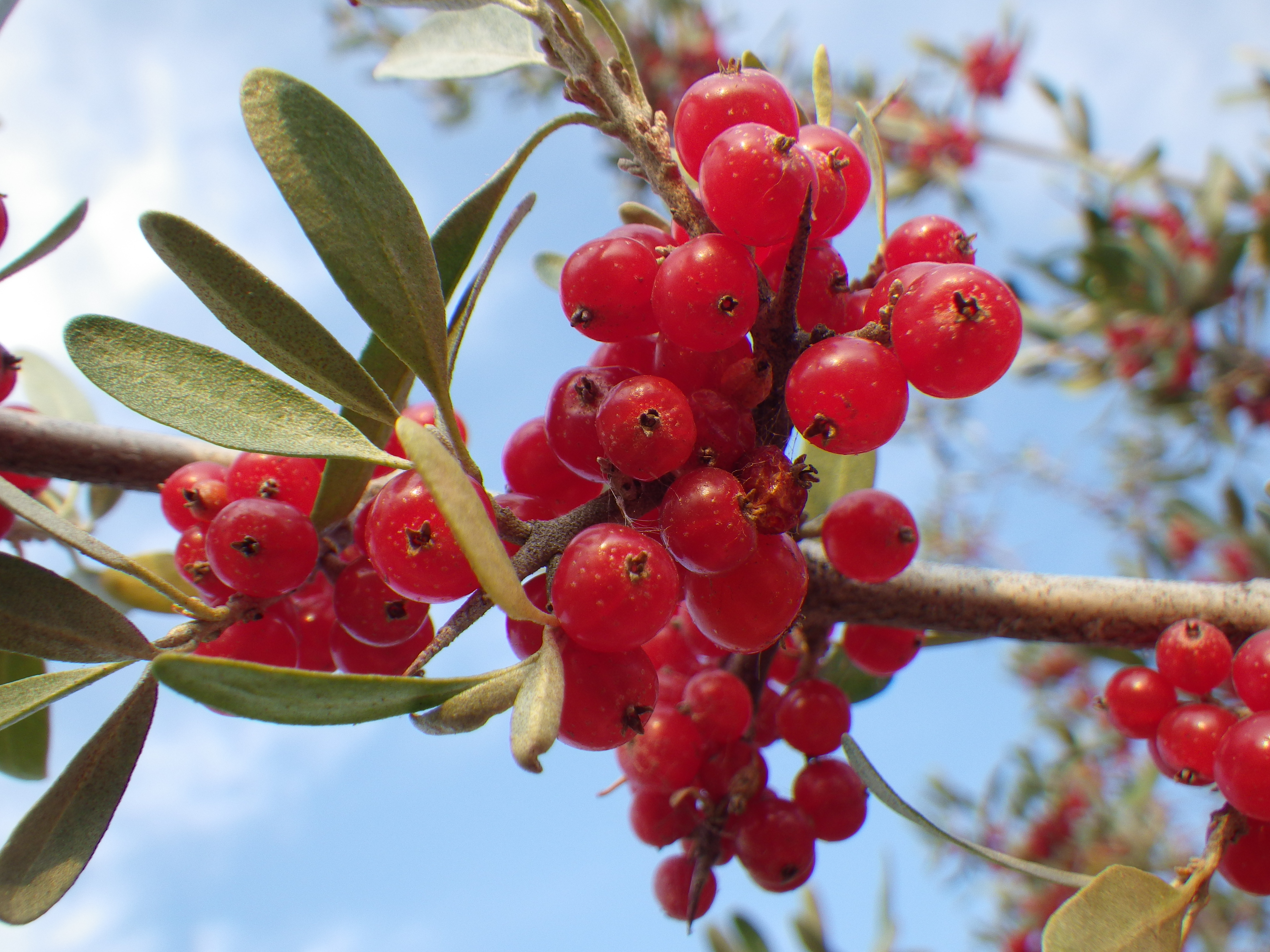 Shepherdia argentea — Matt Lavin 012