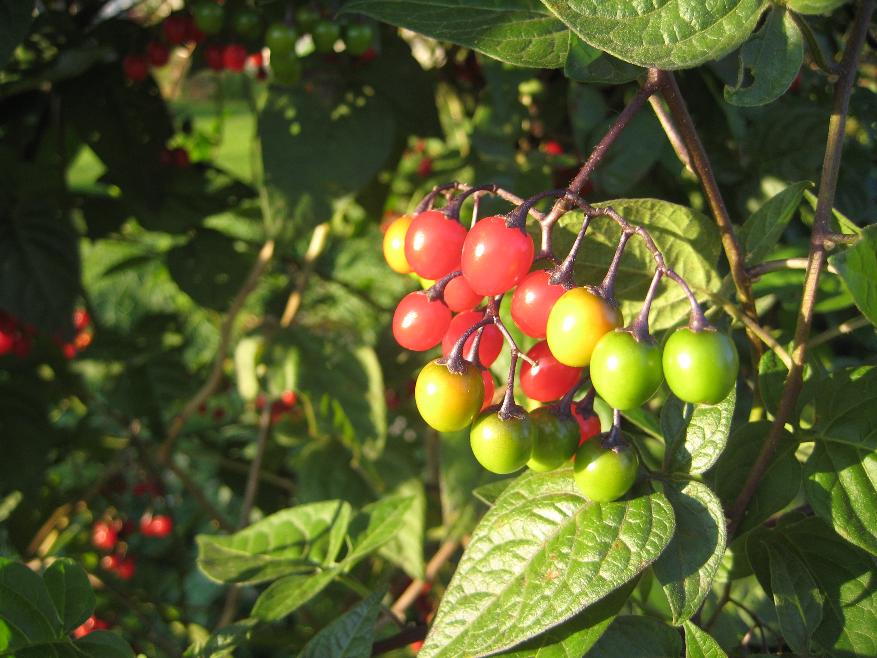 Solanum dulcamara 4499