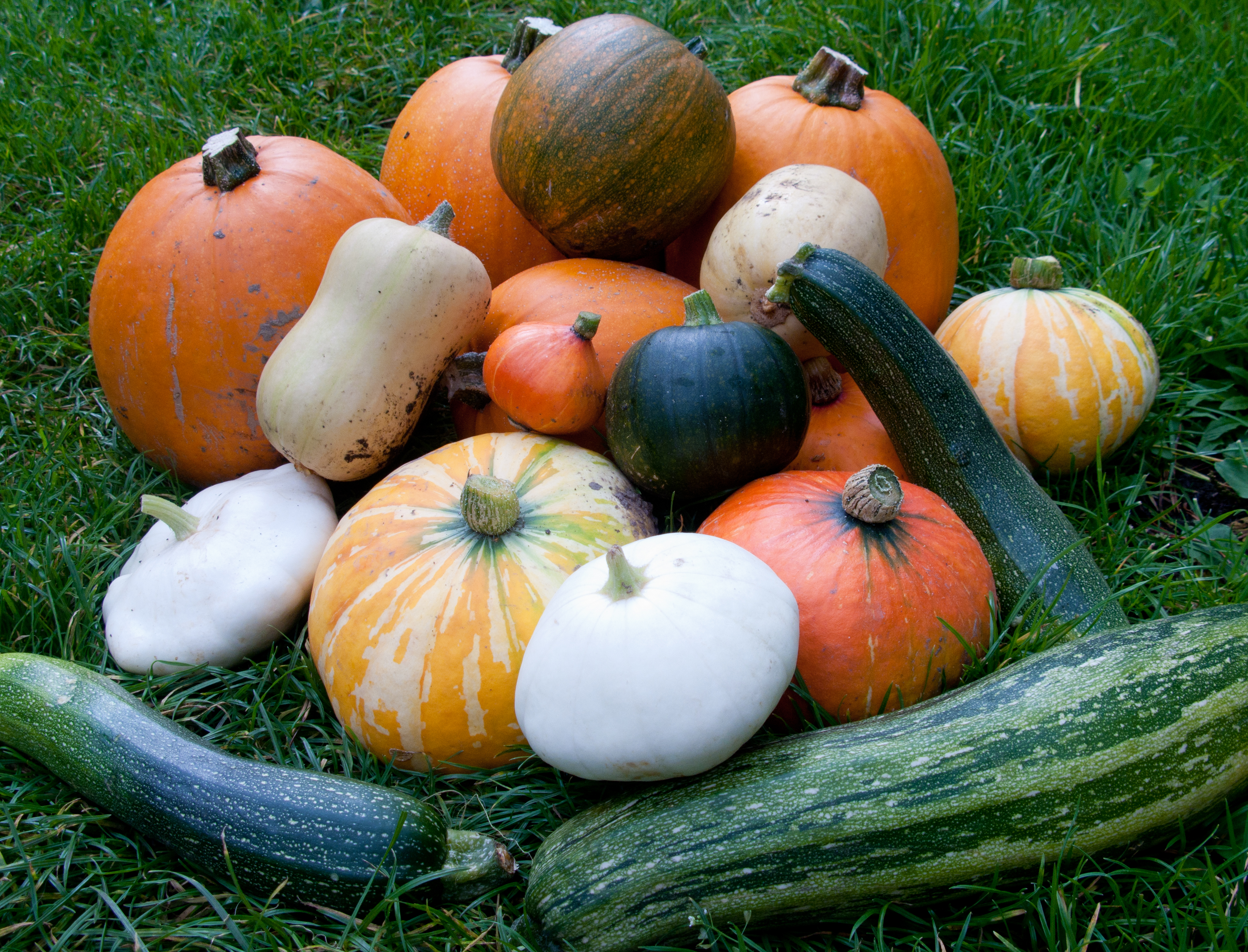 Squash Harvest