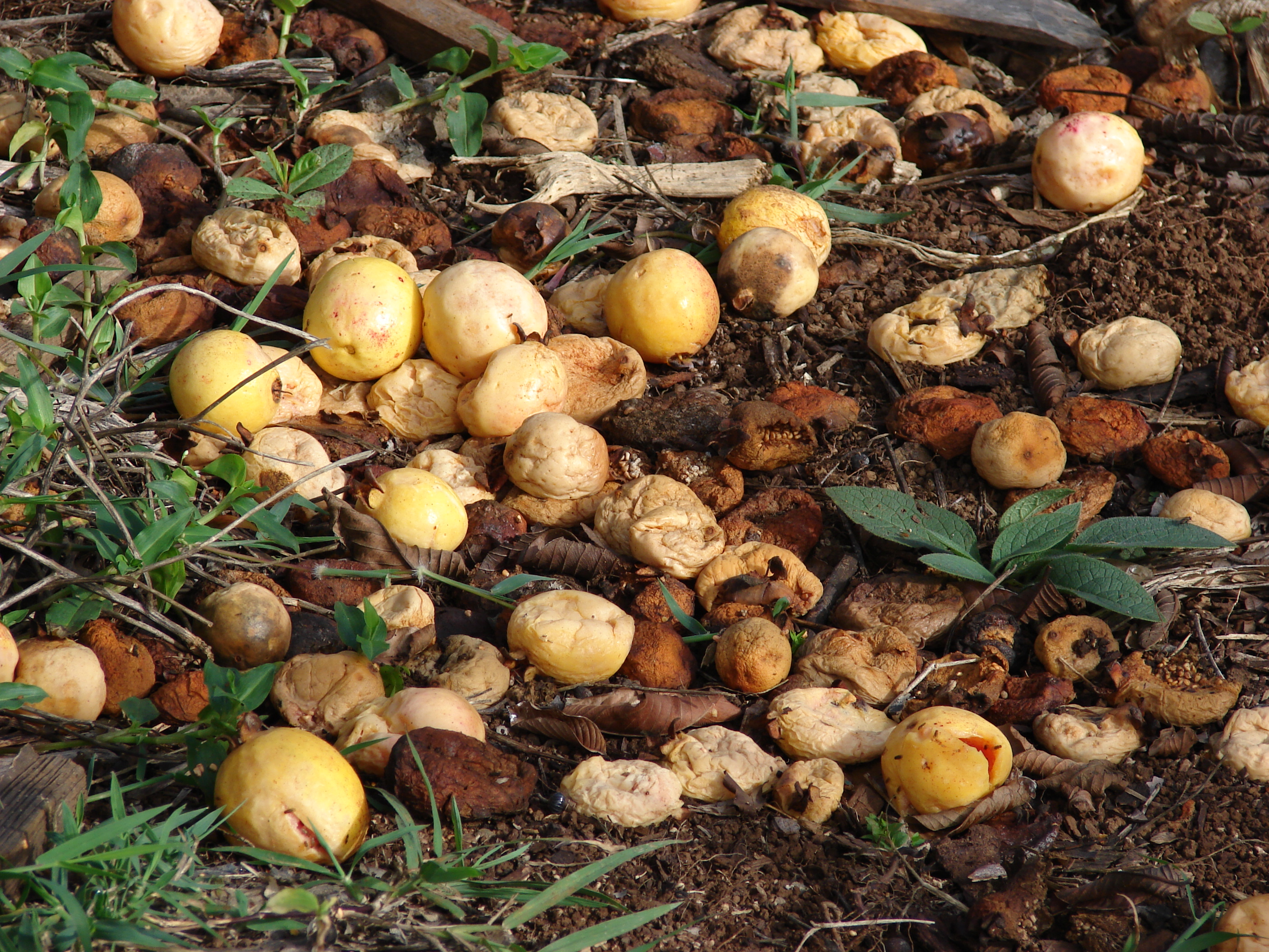 Starr 070112-3386 Psidium guajava