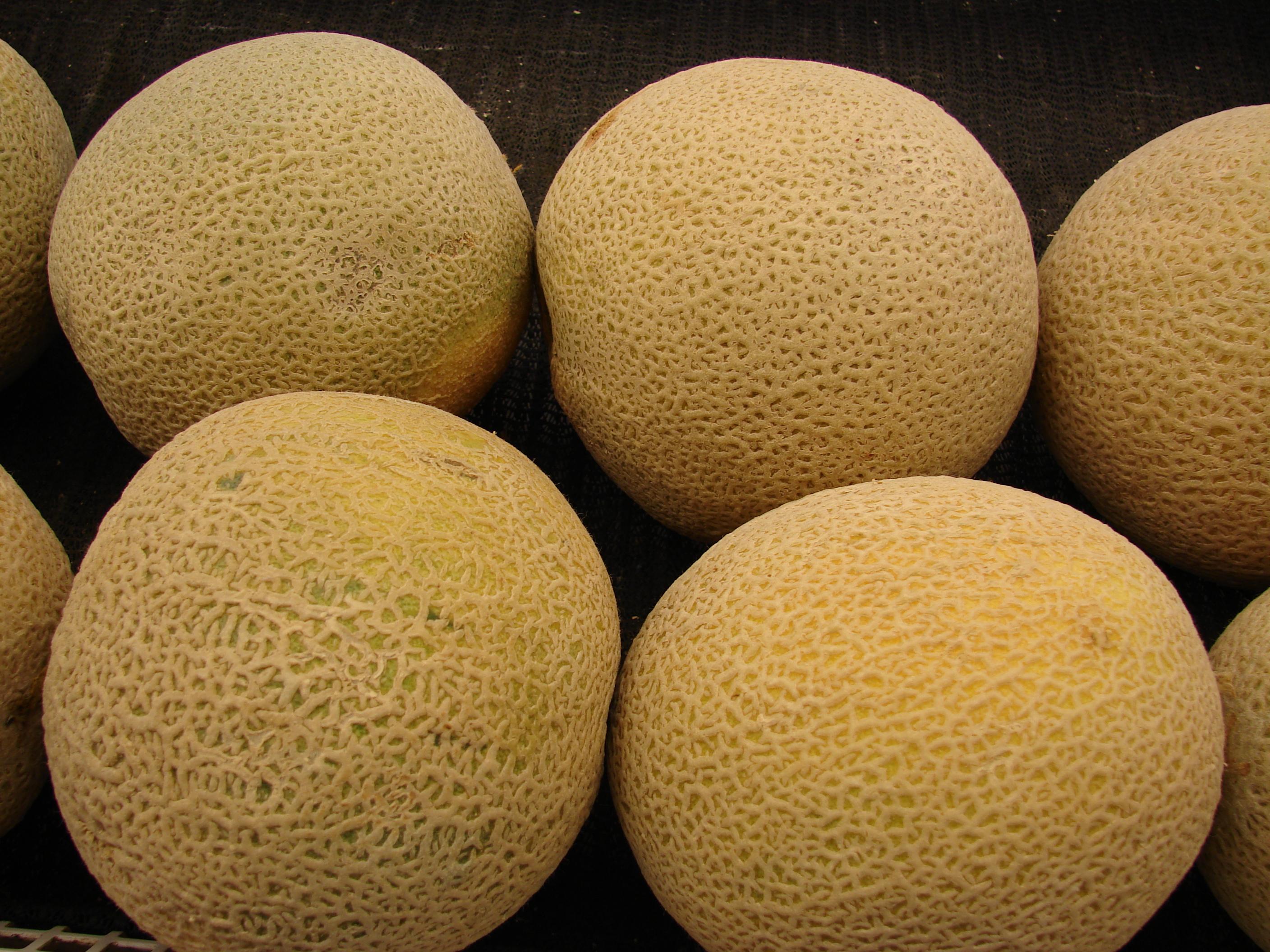 Starr 070730-7913 Cucumis melo