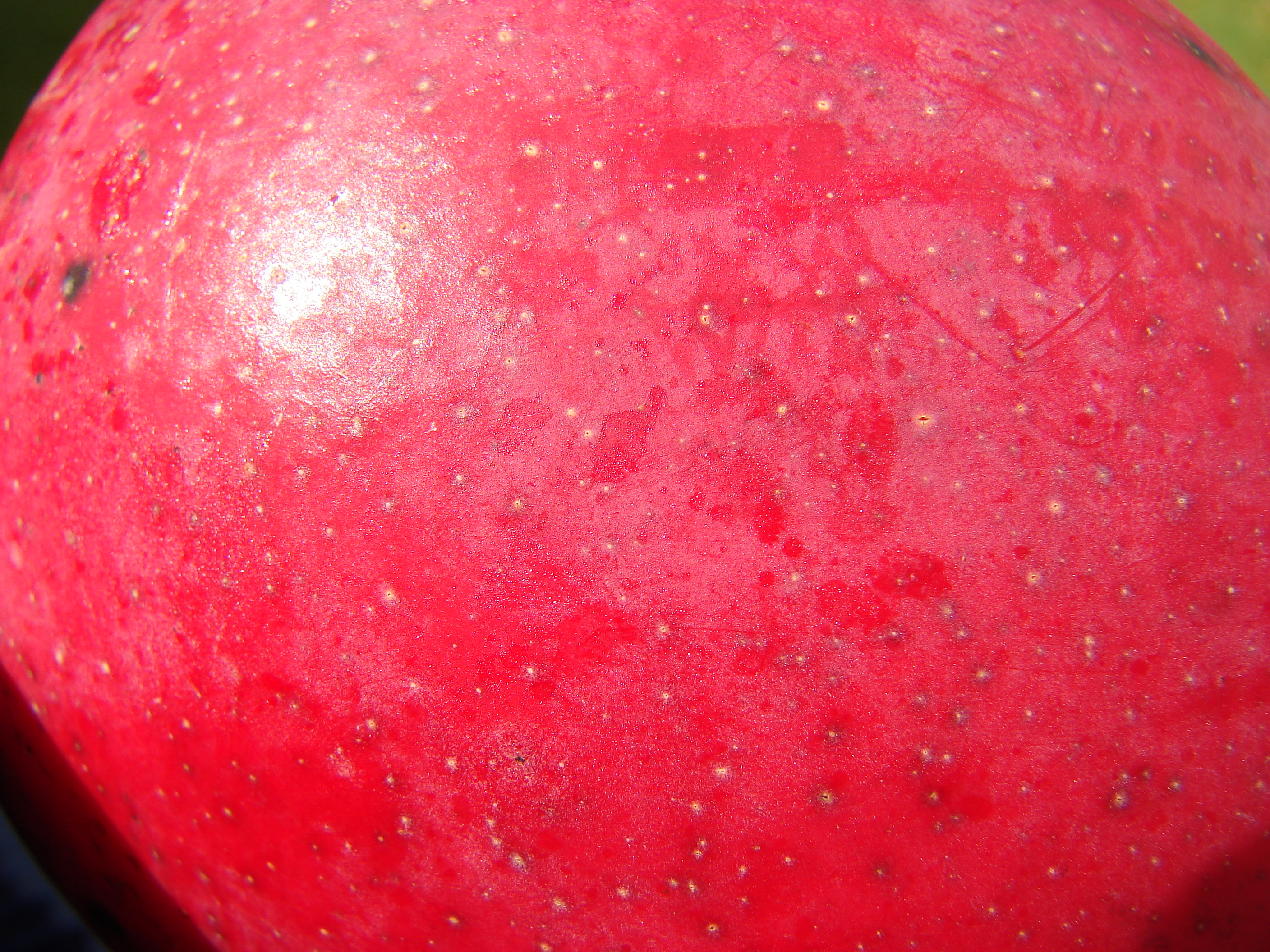 Starr 080417-4165 Mangifera indica