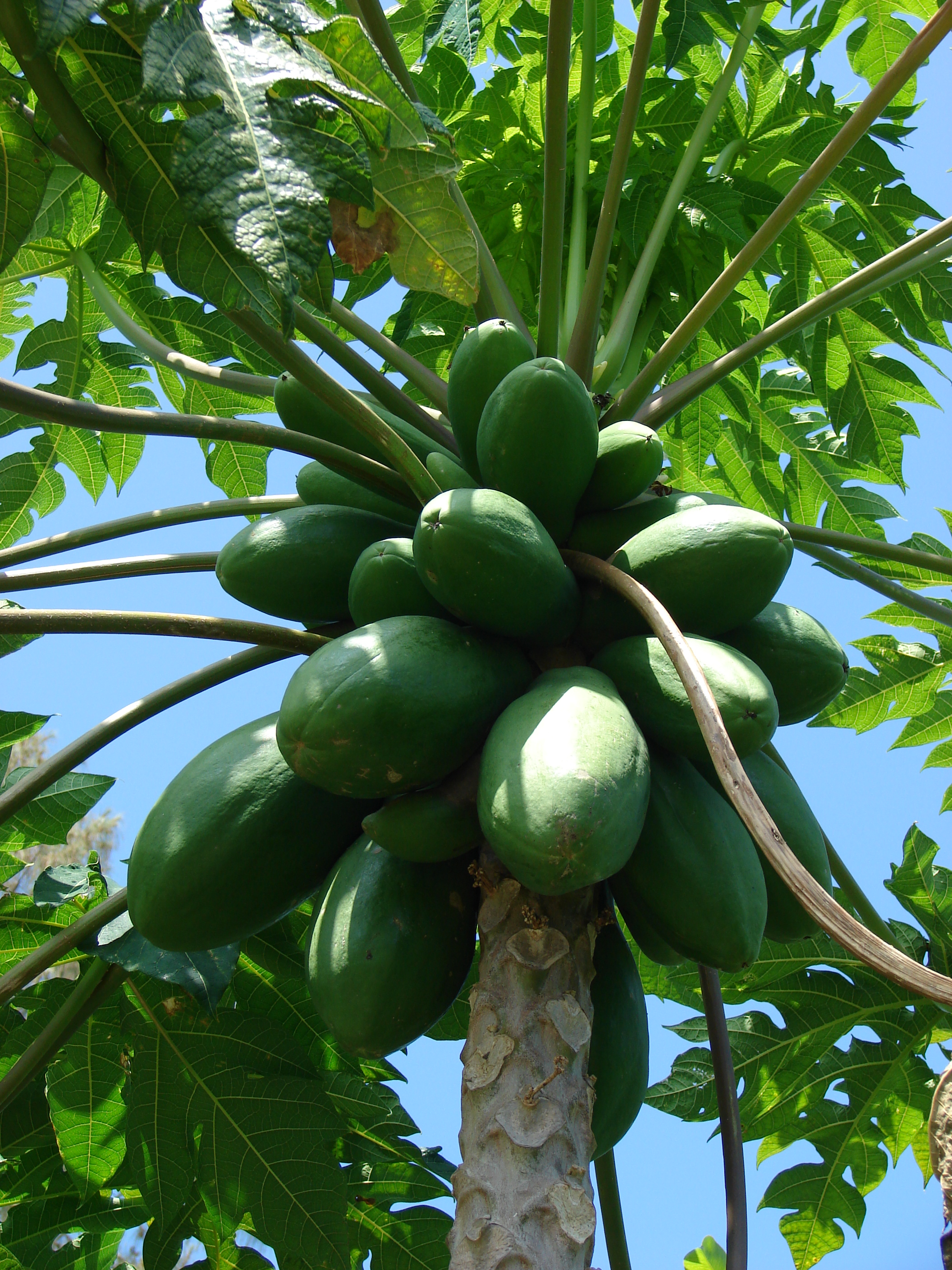 Starr 080531-4914 Carica papaya