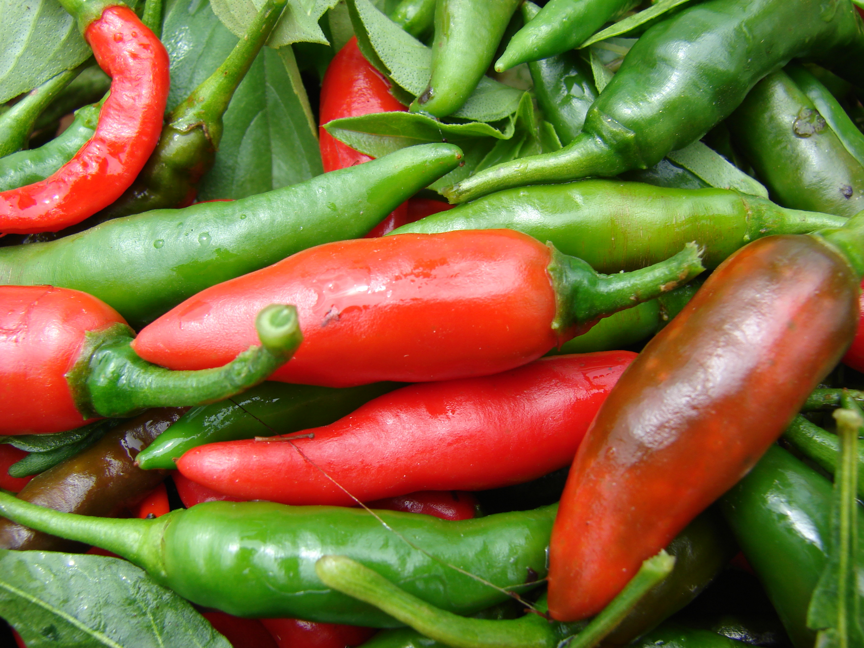 Starr 080607-7253 Capsicum annuum