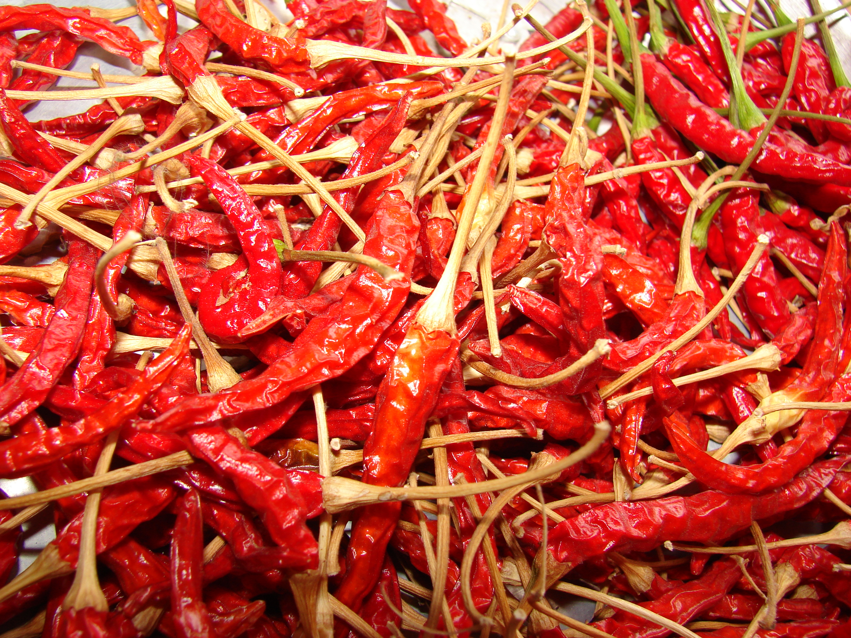 Starr 080608-7445 Capsicum annuum