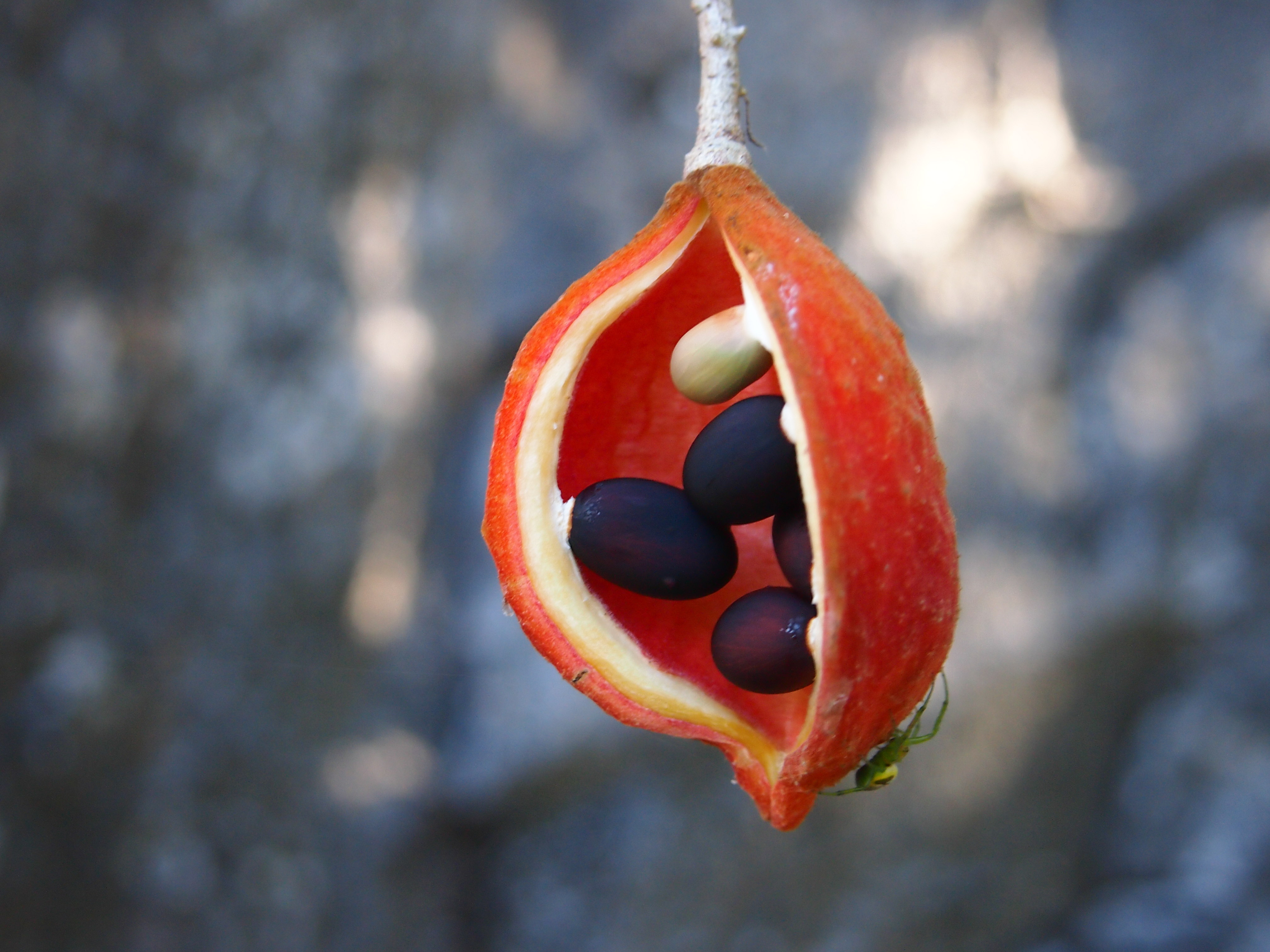 Sterculia quadrifida fruit