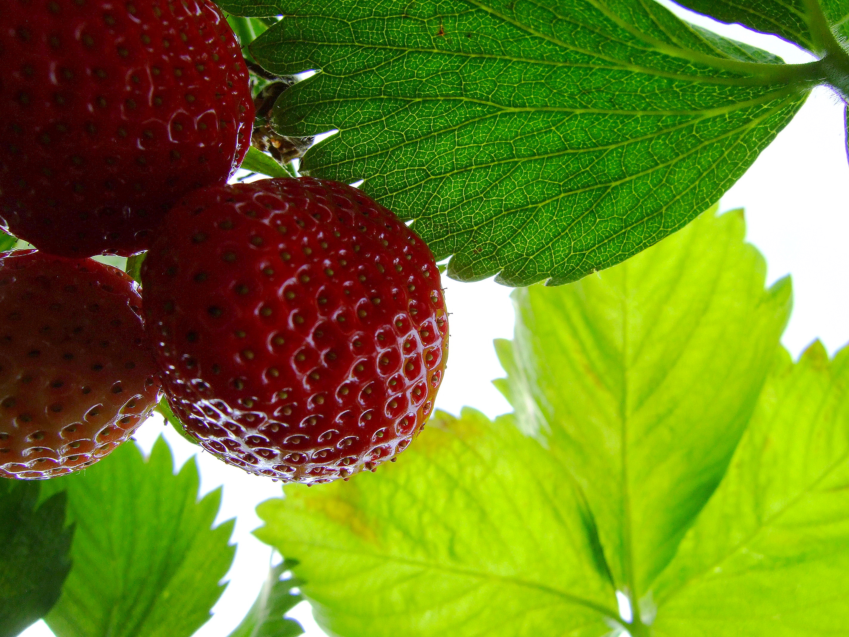 Strawberry times...
