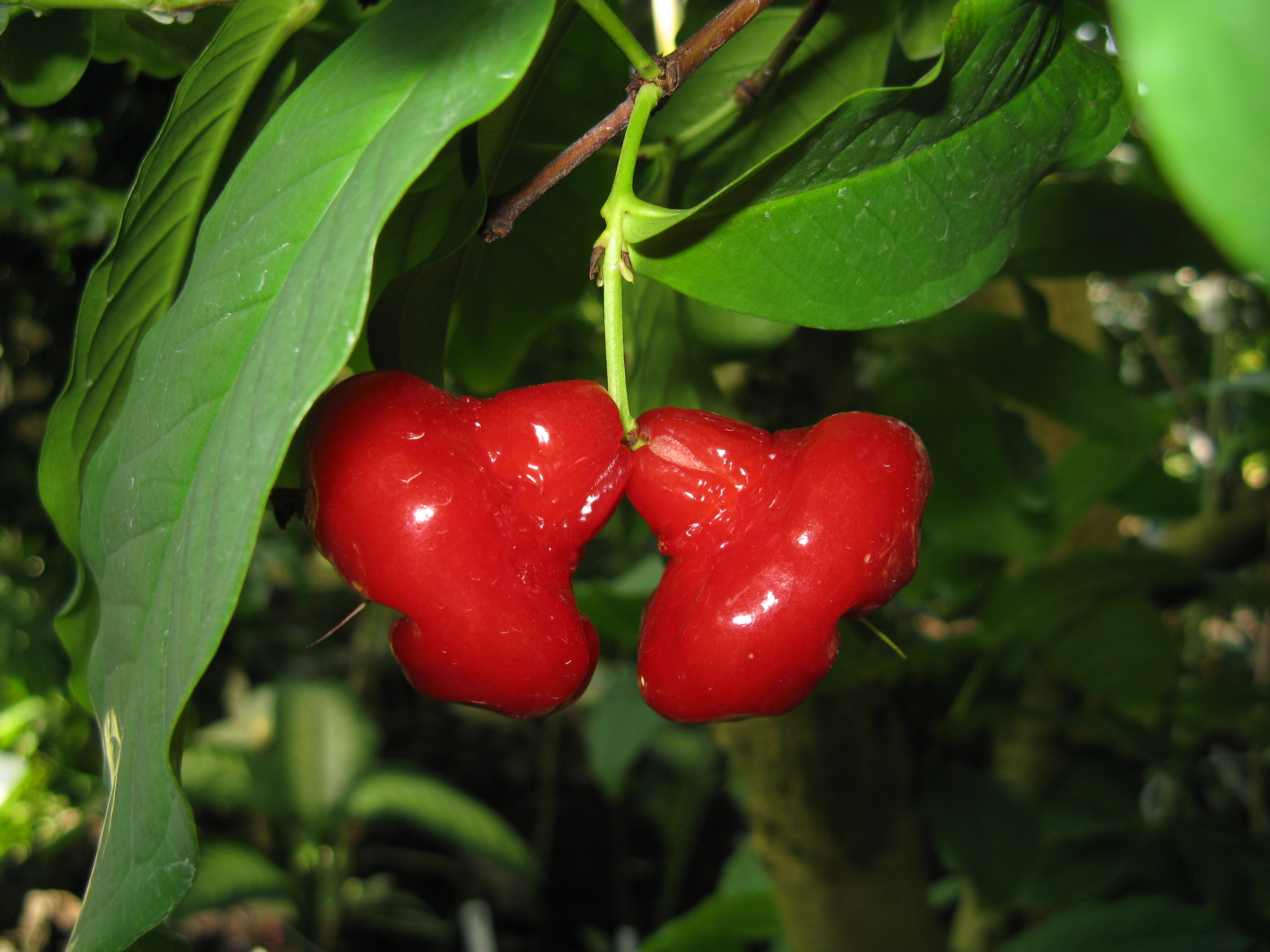 Syzygium aqueum2