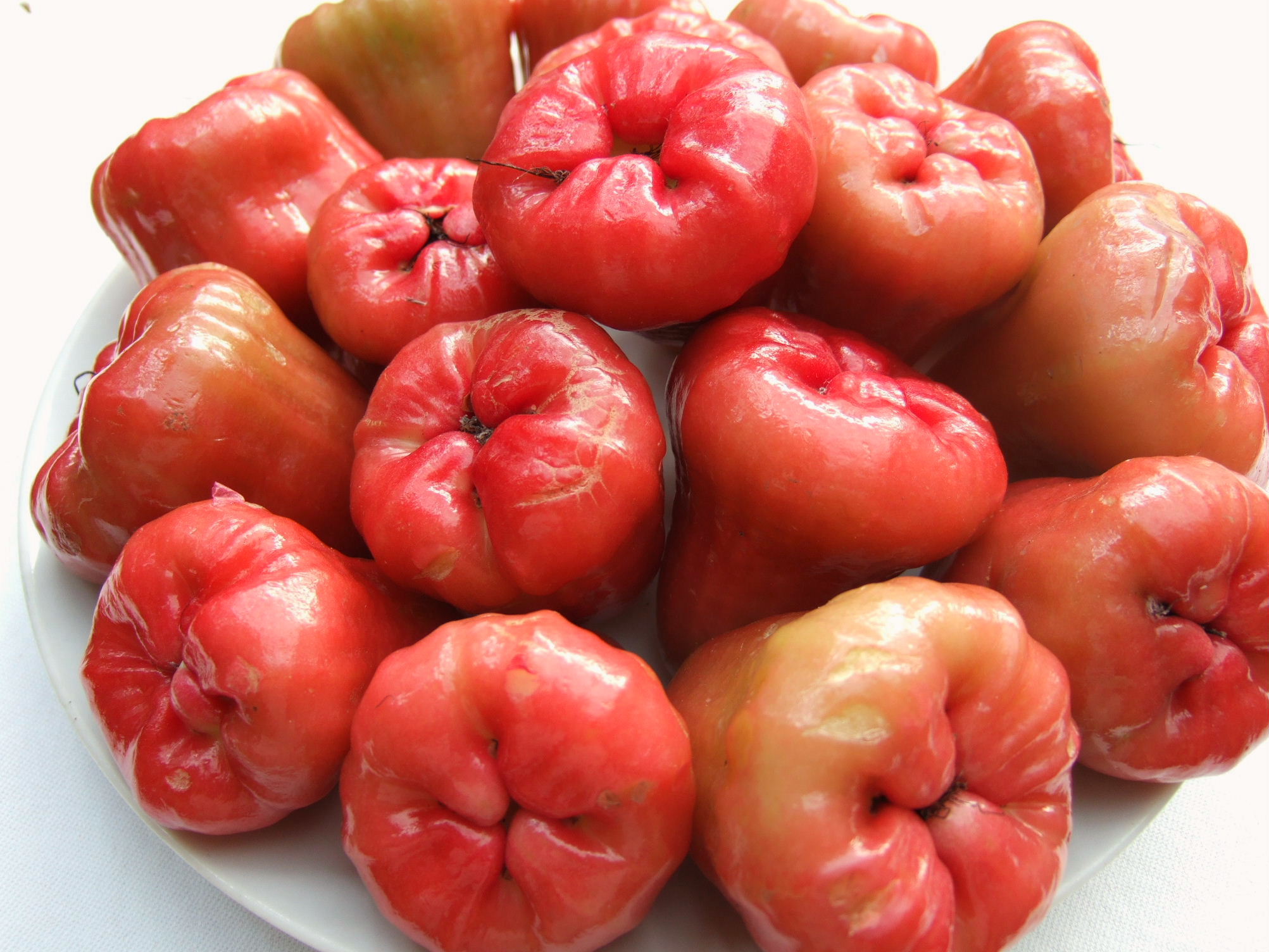 Syzygium samarangense jambu cincalo