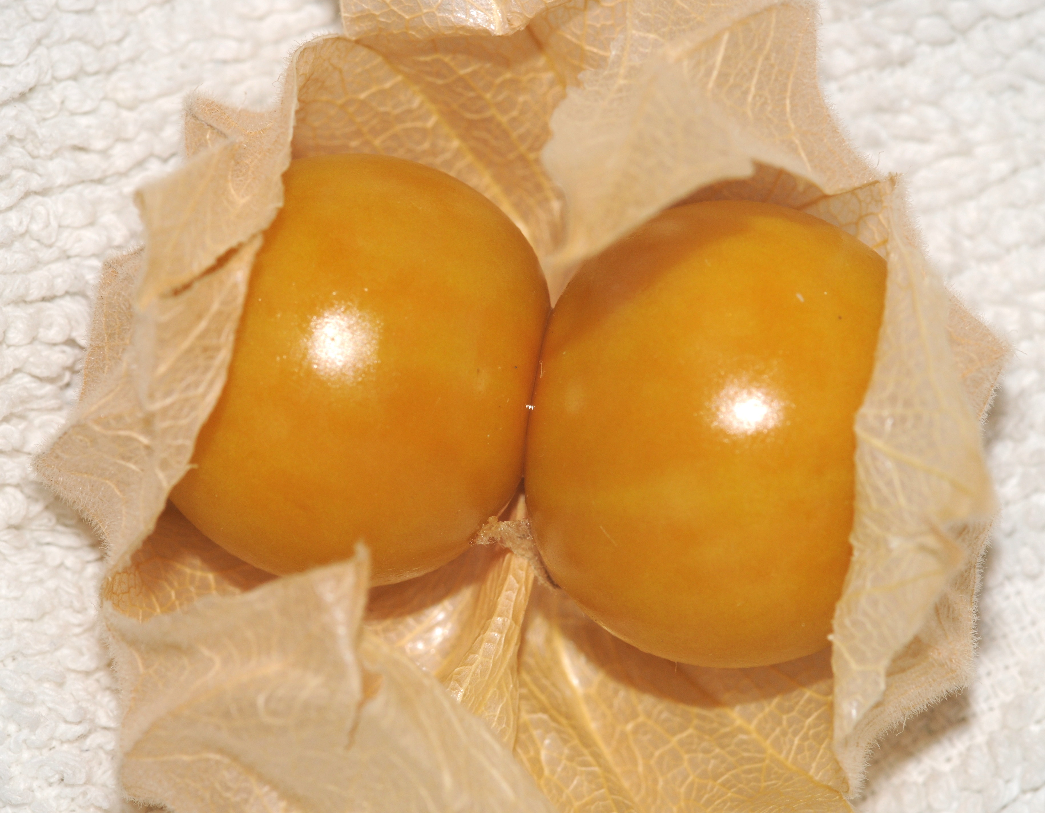 Thomas Bresson - Physalis sp.-1 (by)