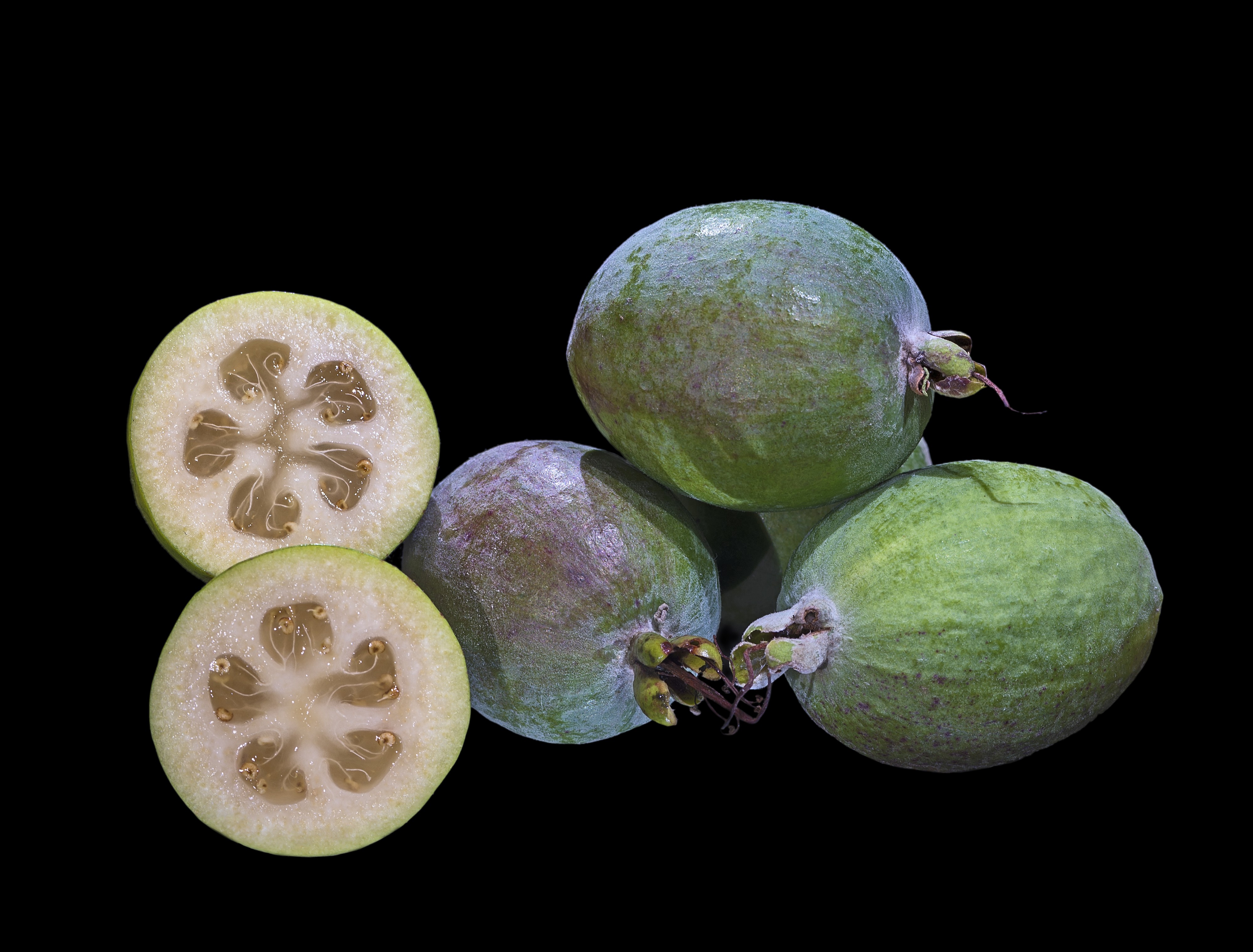 Acca sellowiana Fruit MHNT Fronton