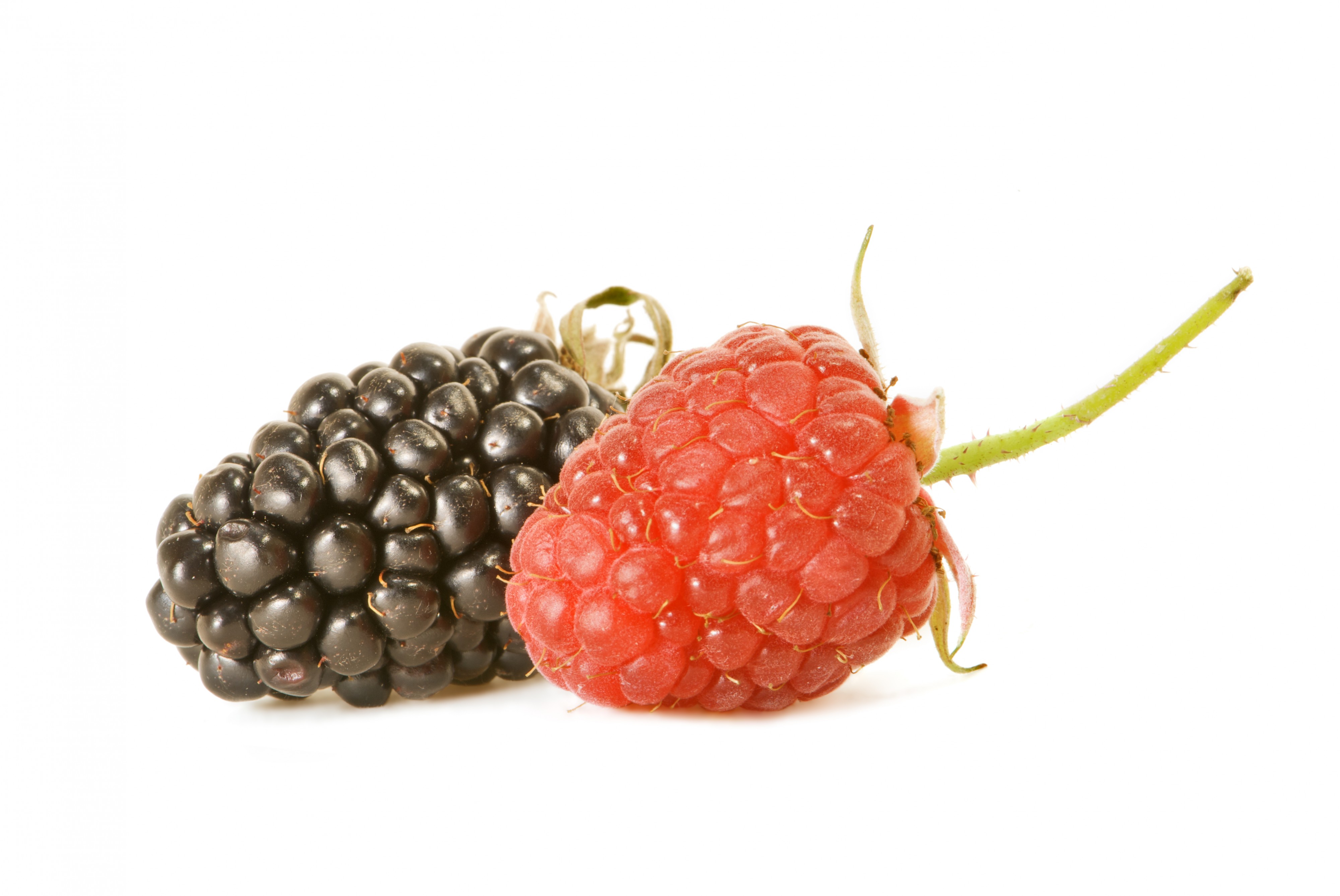 AD2009Aug13 Rubus 03