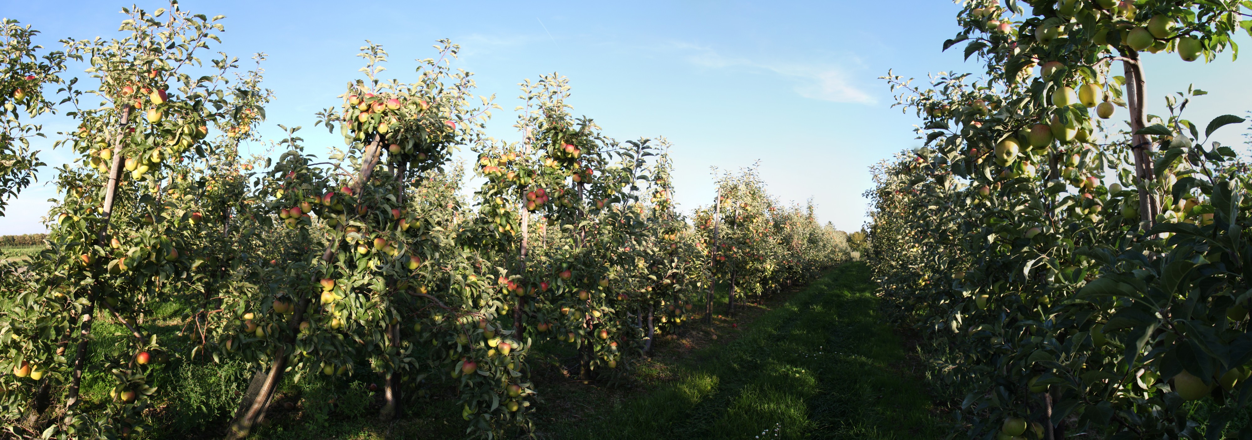 Apfelbaumplantage bei Gelsdorf