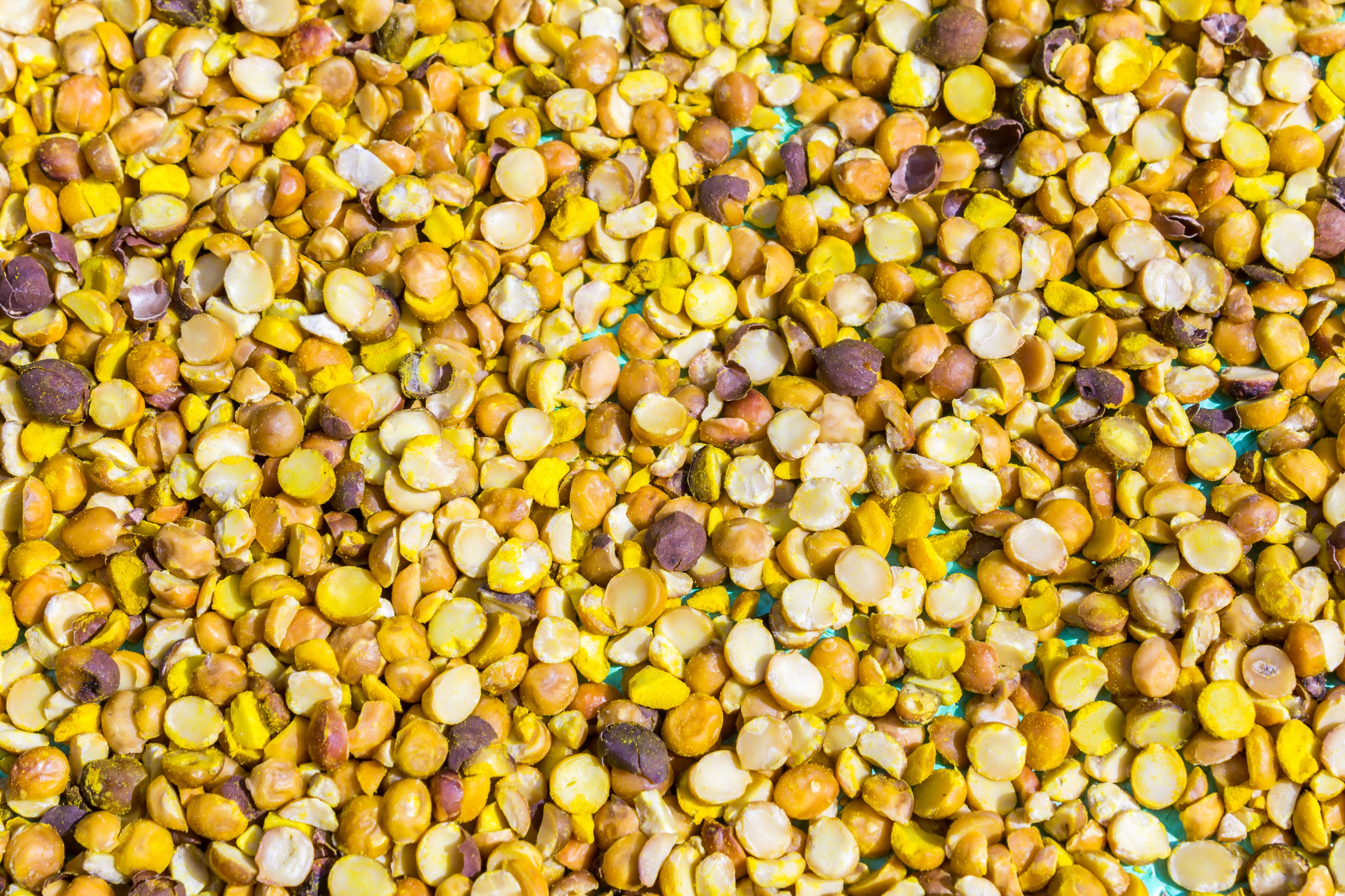 Chana-Chick pea-Cicer arietinum-September 27, 2016-IMG 8013-2